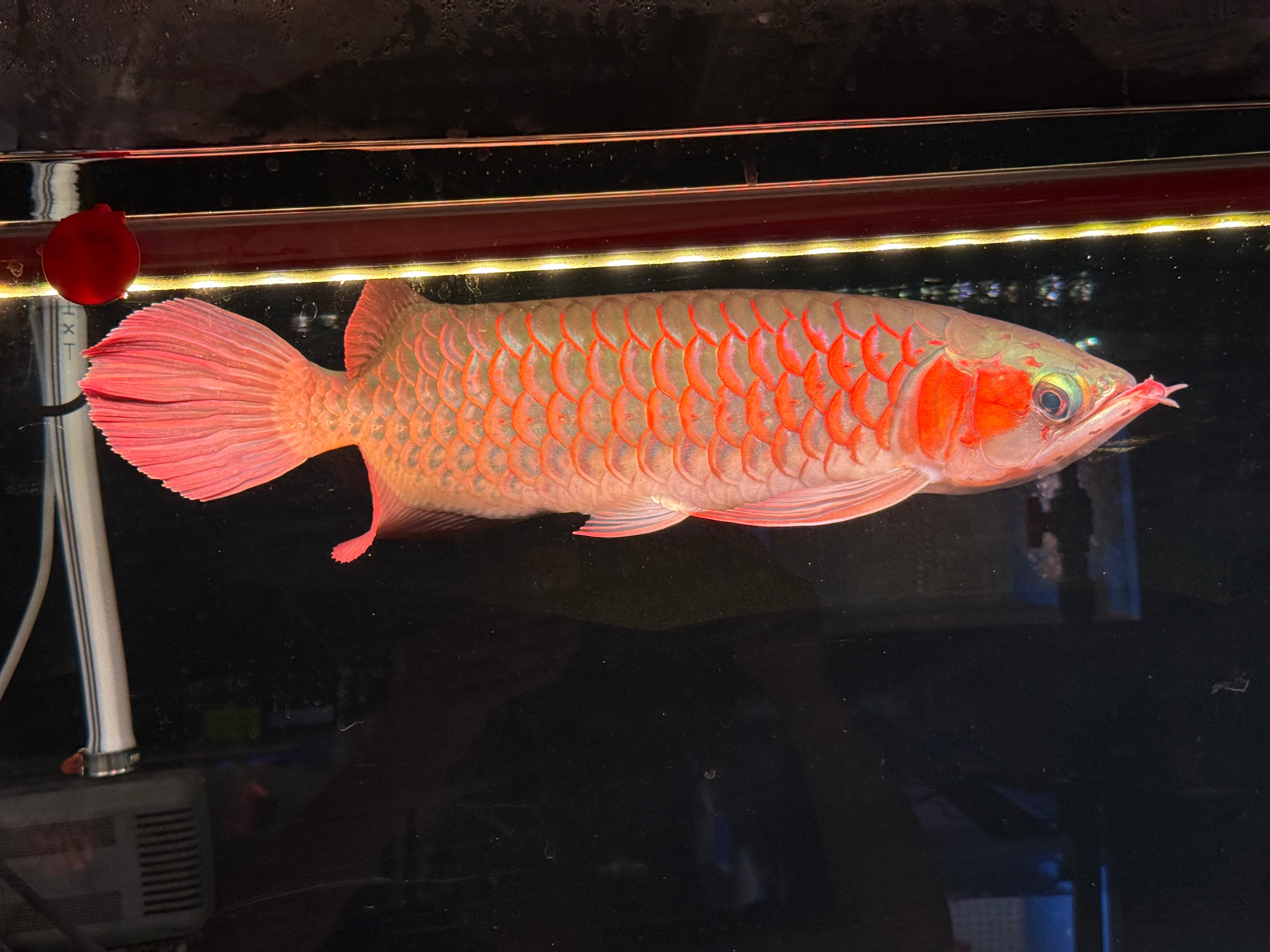 ヤフオク1円スタート終了】 紅龍 スライヤー 3本髭 35㎝前後 アジア