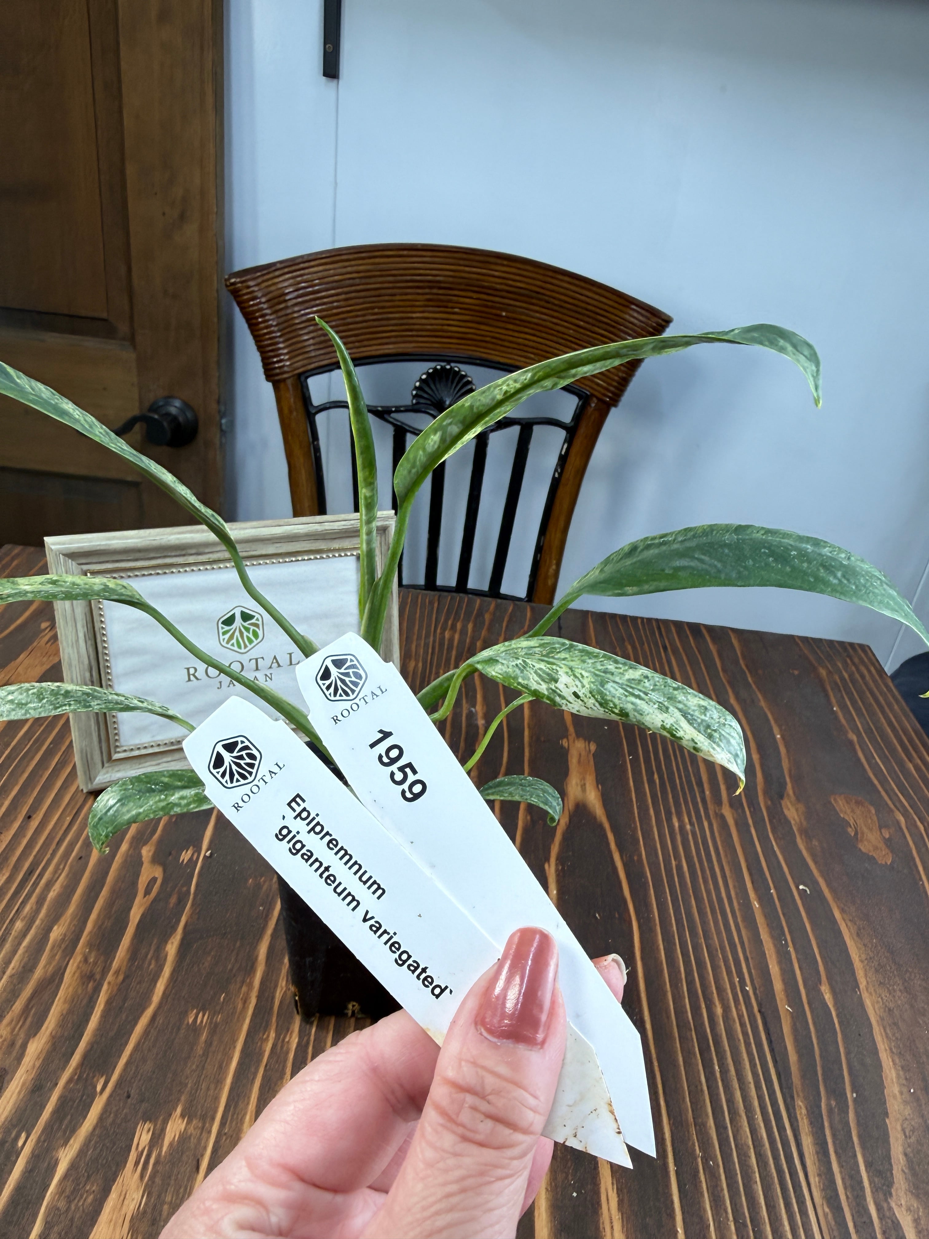 ★1959 エピプレムナム ‘ギガンテウム‘マーブル(2.5号ロング硬質ポット)