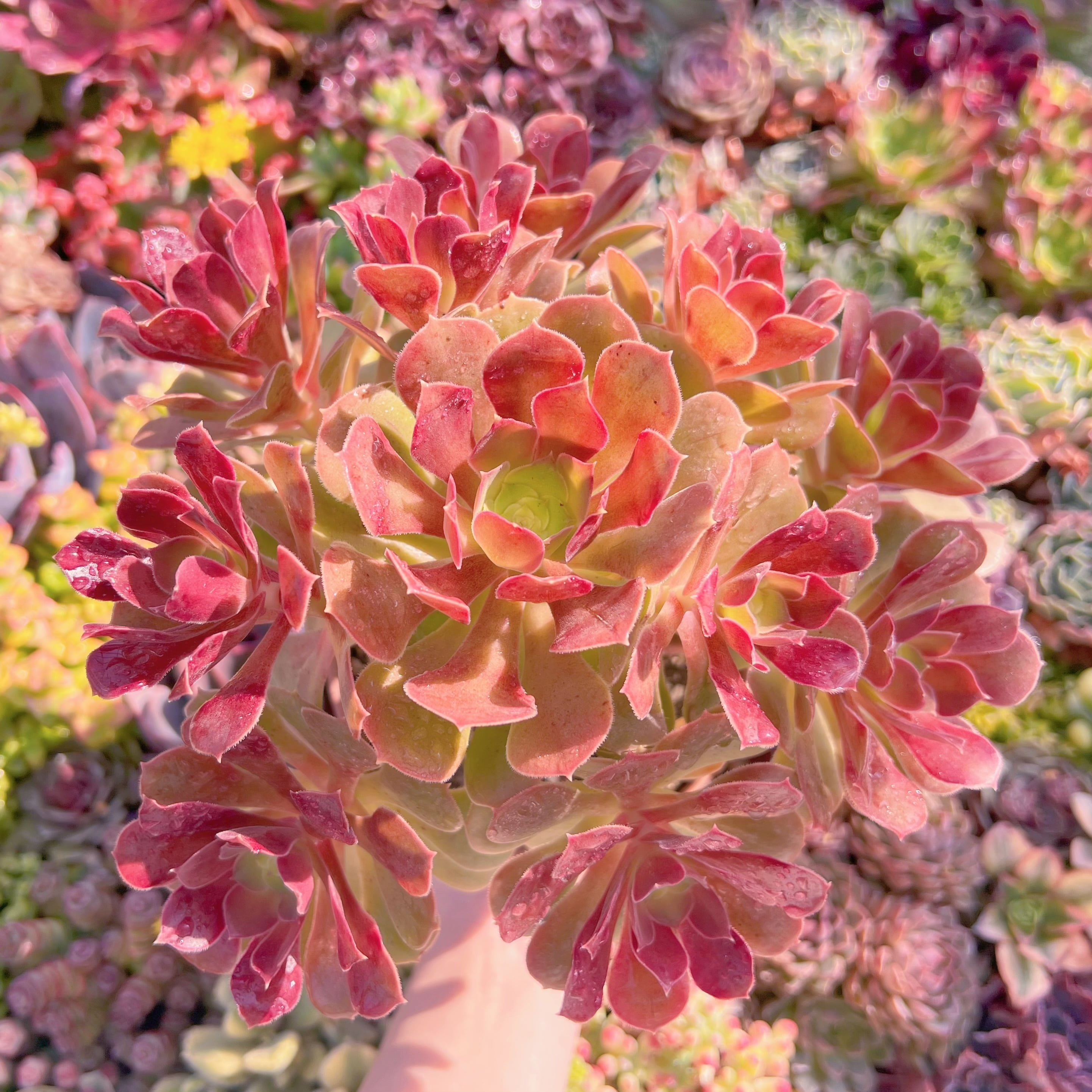 現品　カシミヤバイオレット#K006　特大群生　るる農園