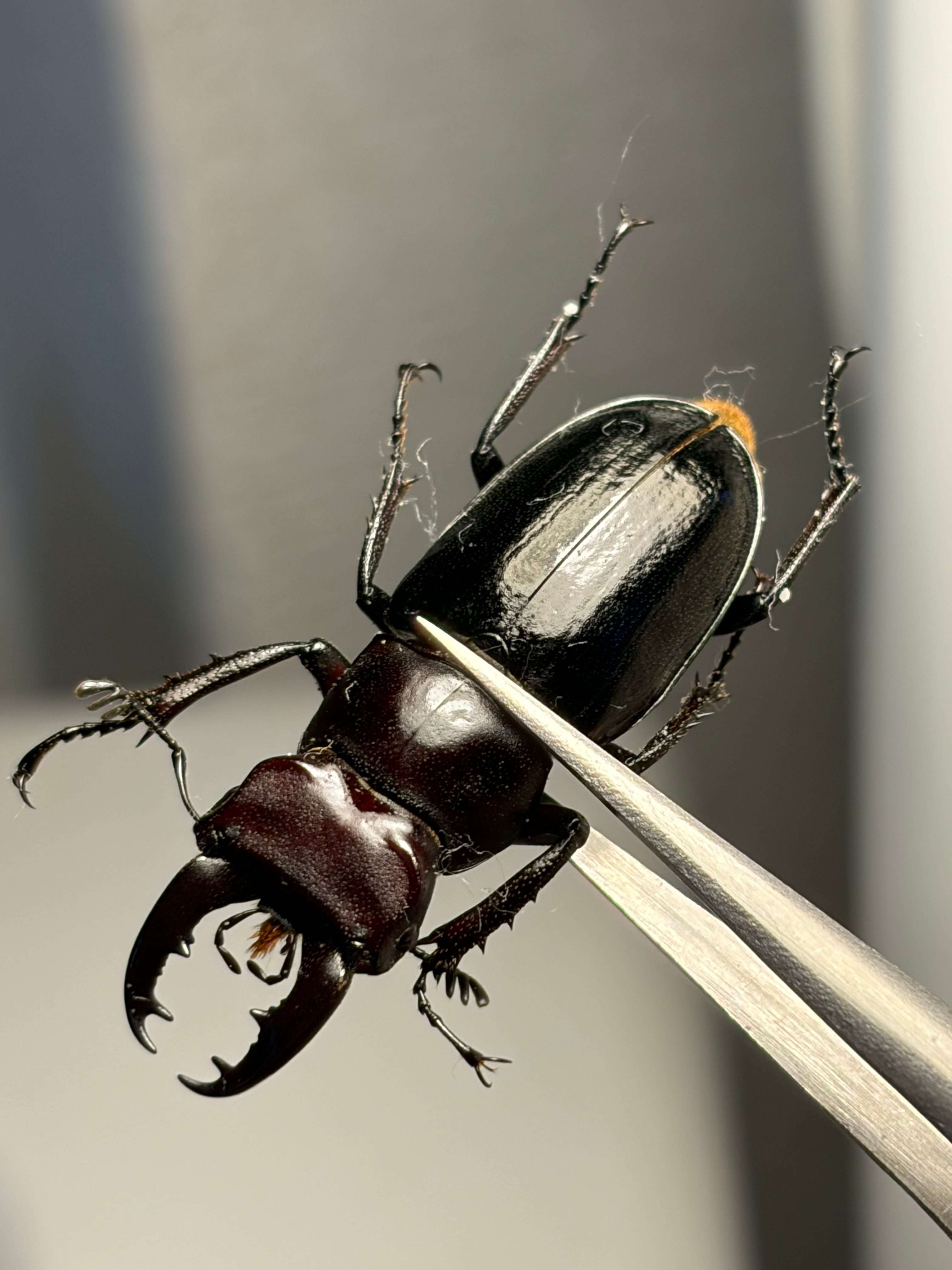 顎比率最大種】カンターミヤマクワガタ 61mm♂ 昆虫標本 標本