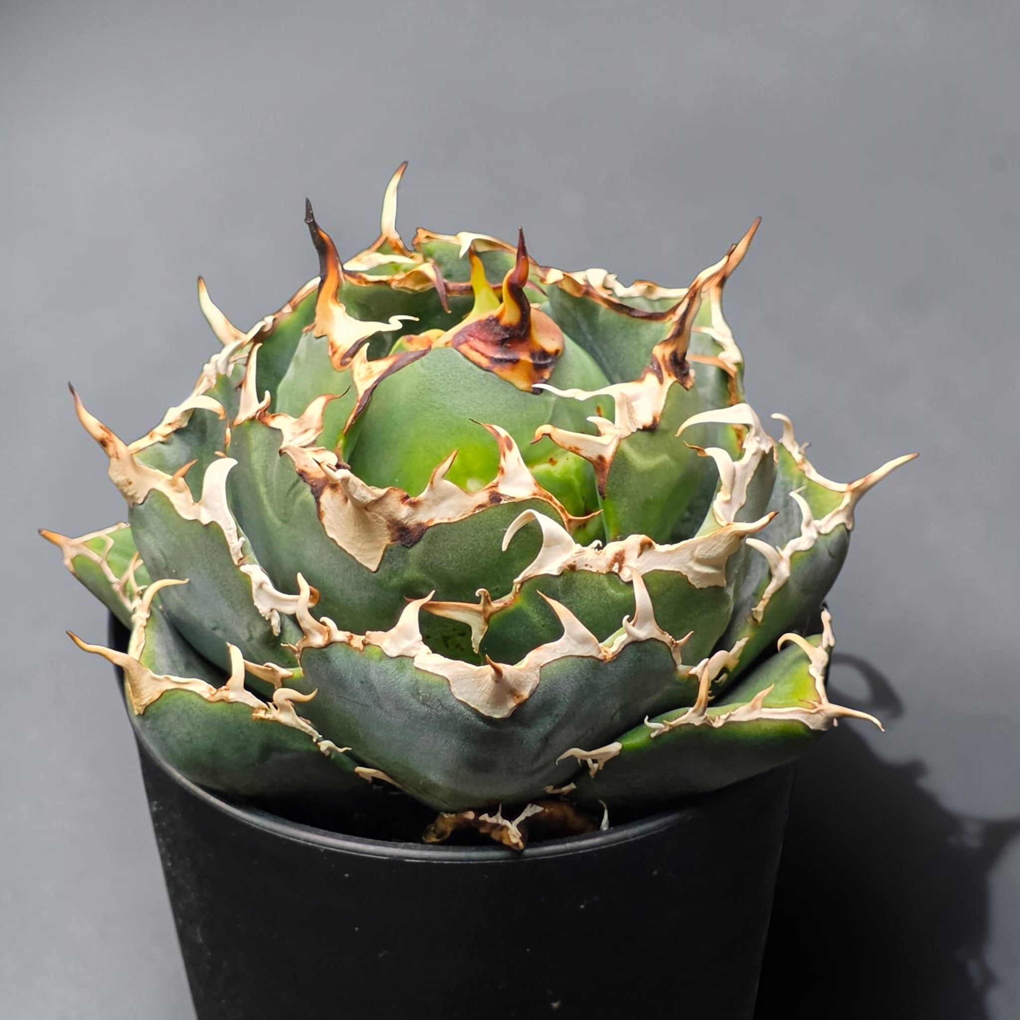 アガベ チタノタ 白鯨 (Agave titanota 'Hakugei') | BRIDGE GARDEN