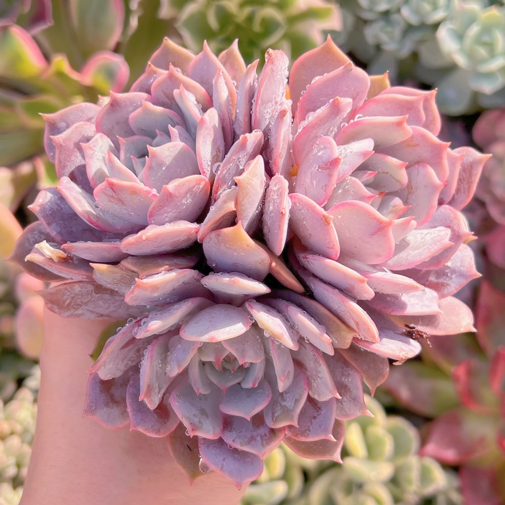 現品　ローラ#209　群生　るる農園