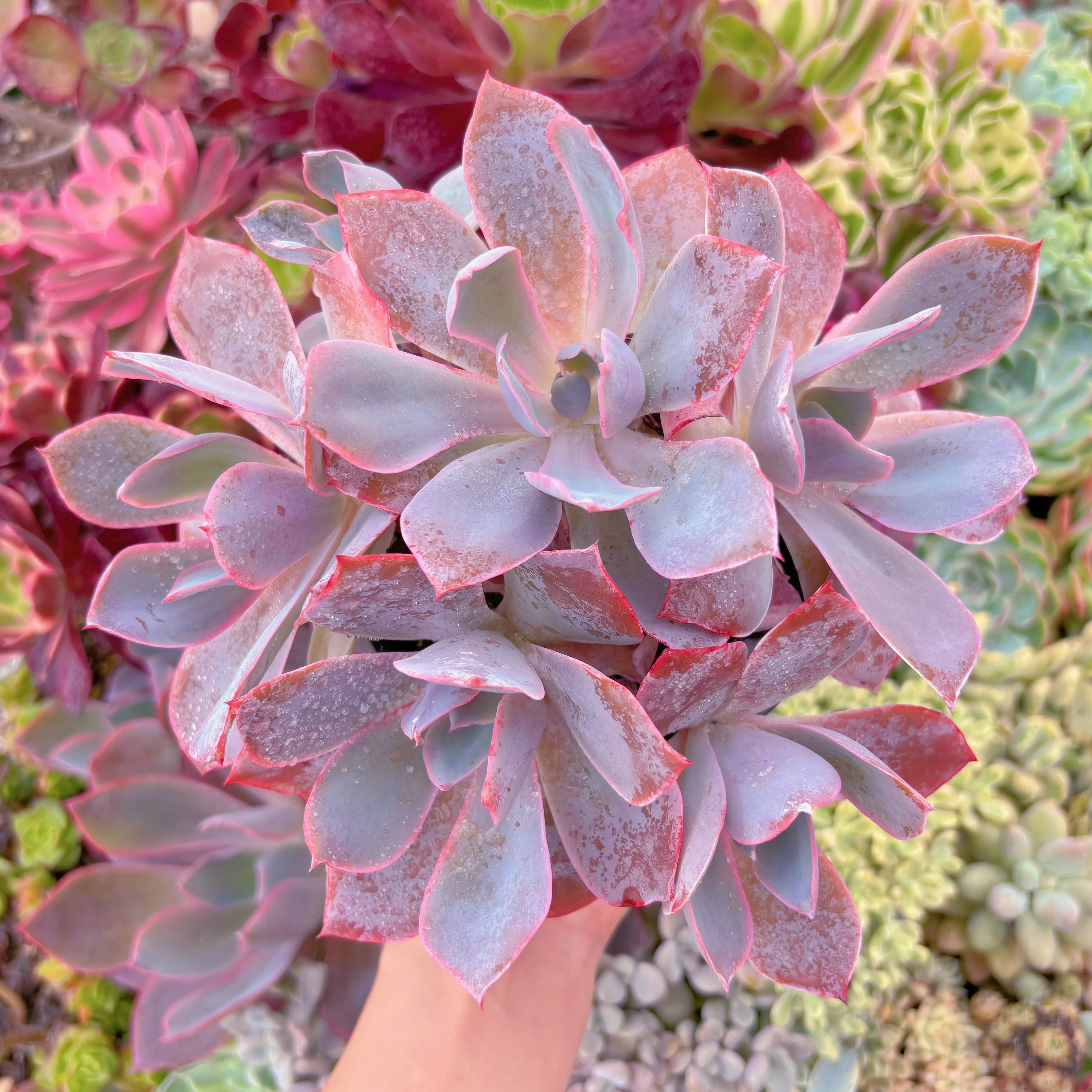 現品　アフターグロー#679　大群生　るる農園