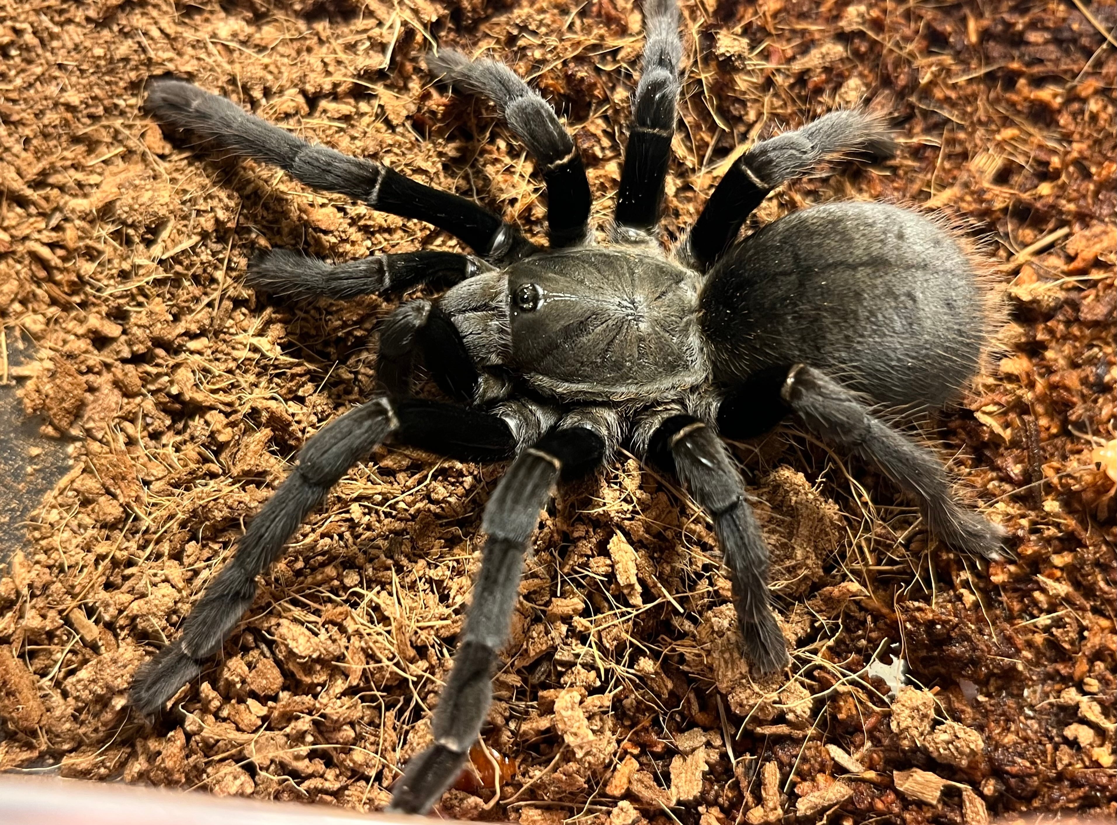 ALL ITEM | オモニキチュウ