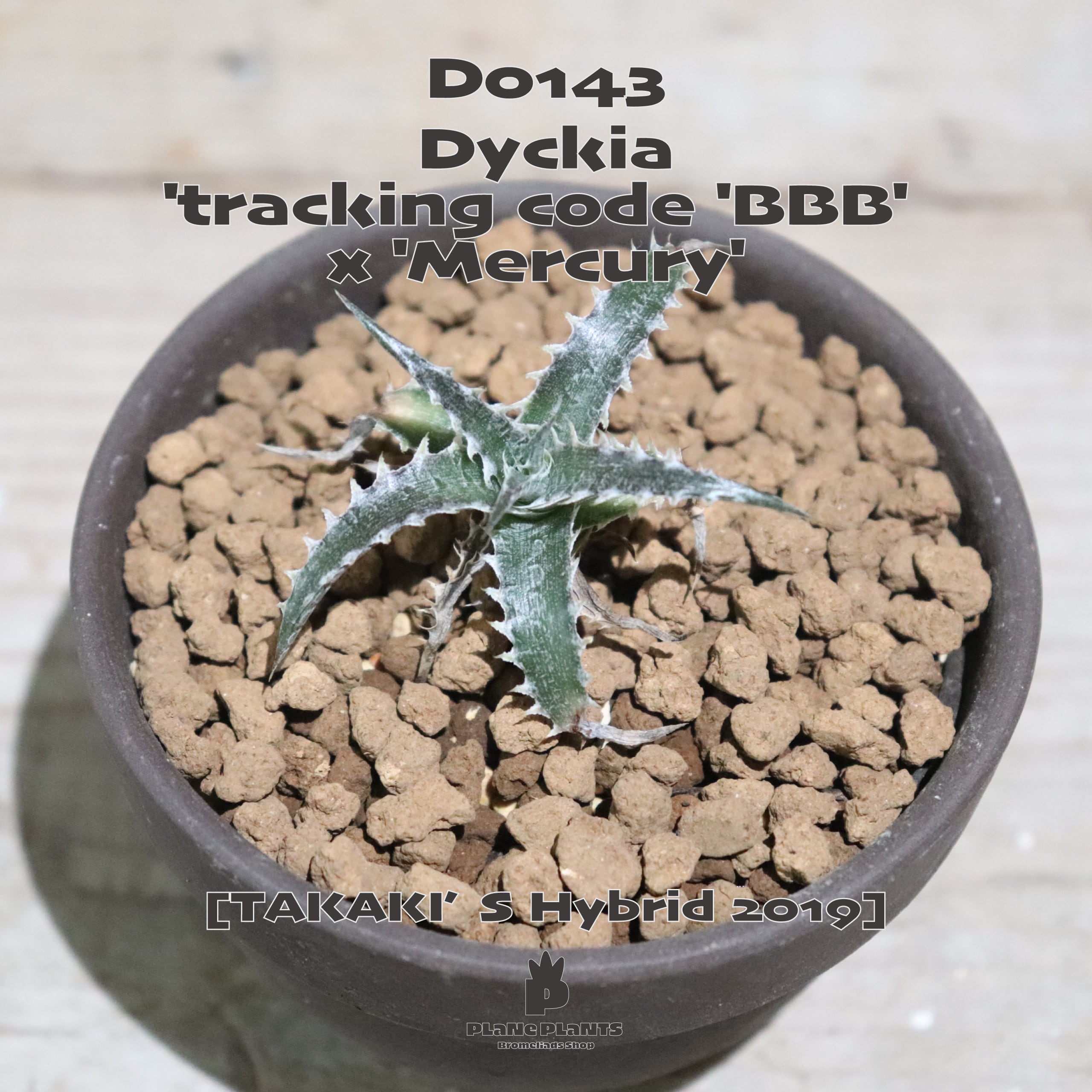 速達 dyckia Z'gok ディッキア 速達 dyckia Z'gok ディッキア