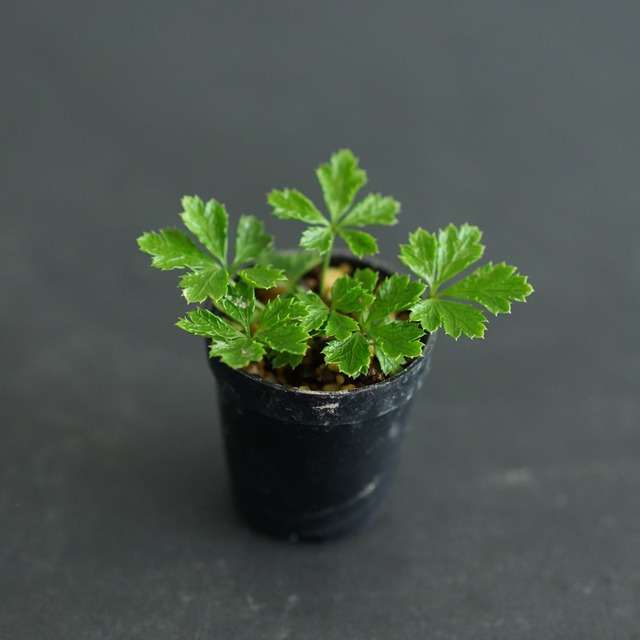 バイカオウレン Coptis quinquefolia 苔テラリウム作製用素材