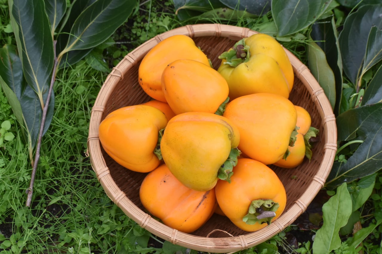 柿内青葉、【十六の春】、希少な額装用画集より、新品額装付、状態良好 柿内青葉、【十六の春】、希少な額装用画集より、新品額装付、状態良好