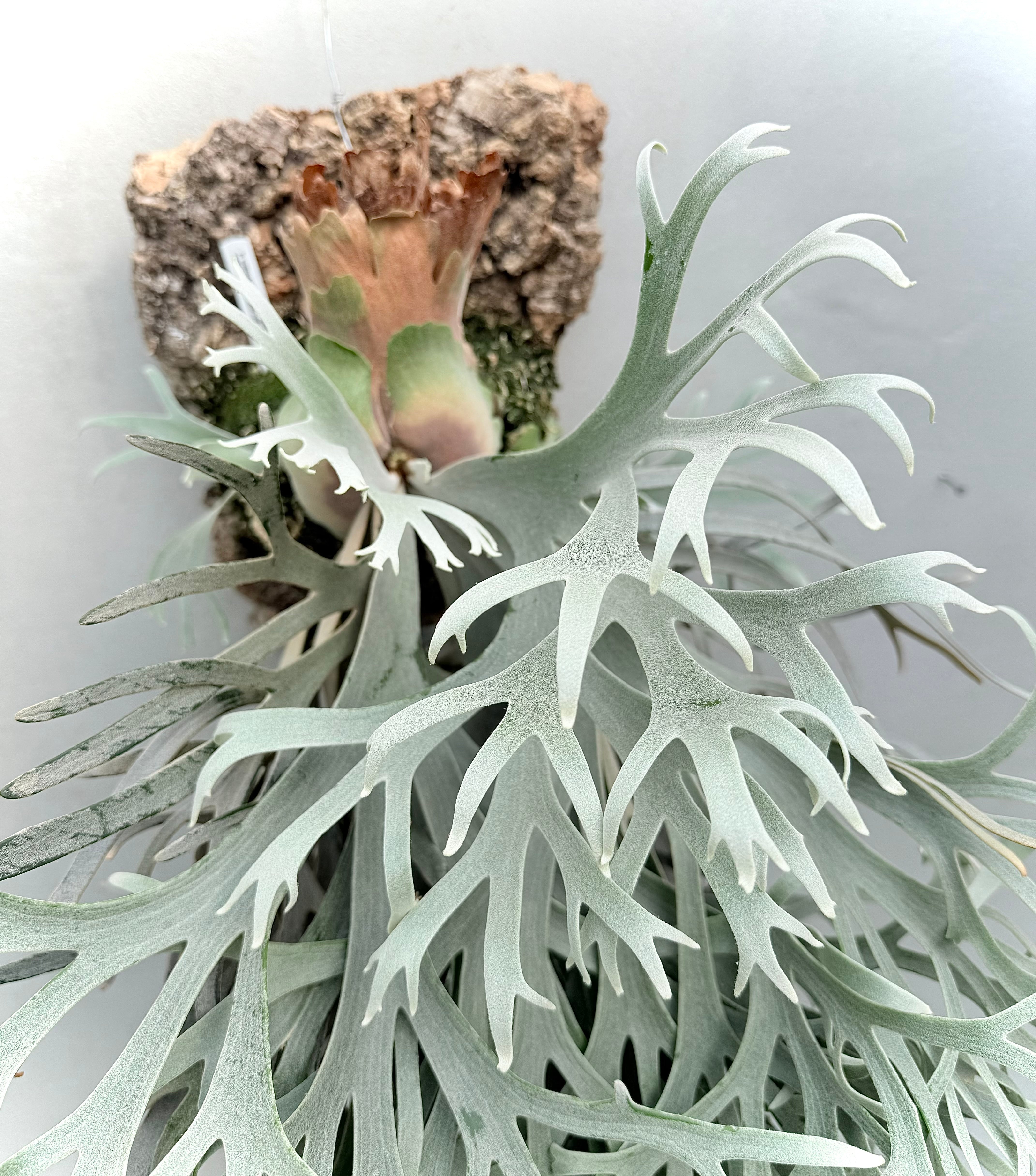 a) P. veitchii wild (vp#0 