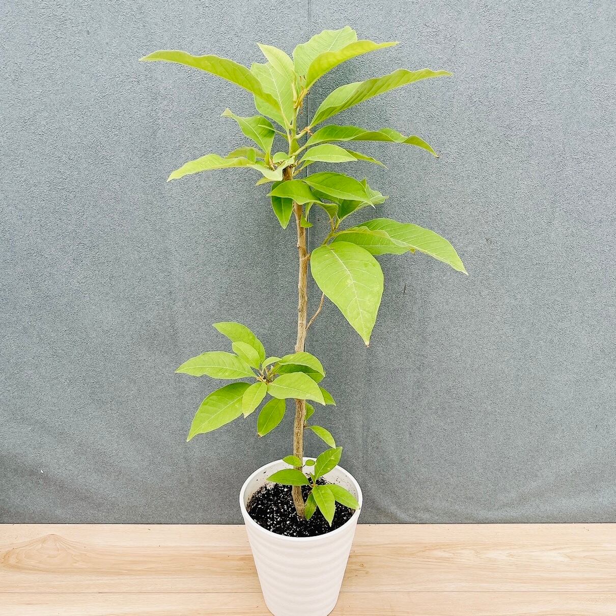 ［現品］90番　キンコウボク　6号　観葉植物　屋外　珍しい　金厚朴　香水 現品］90番 キンコウボク 6号 観葉植物 屋外 珍しい 金厚朴 香水 花