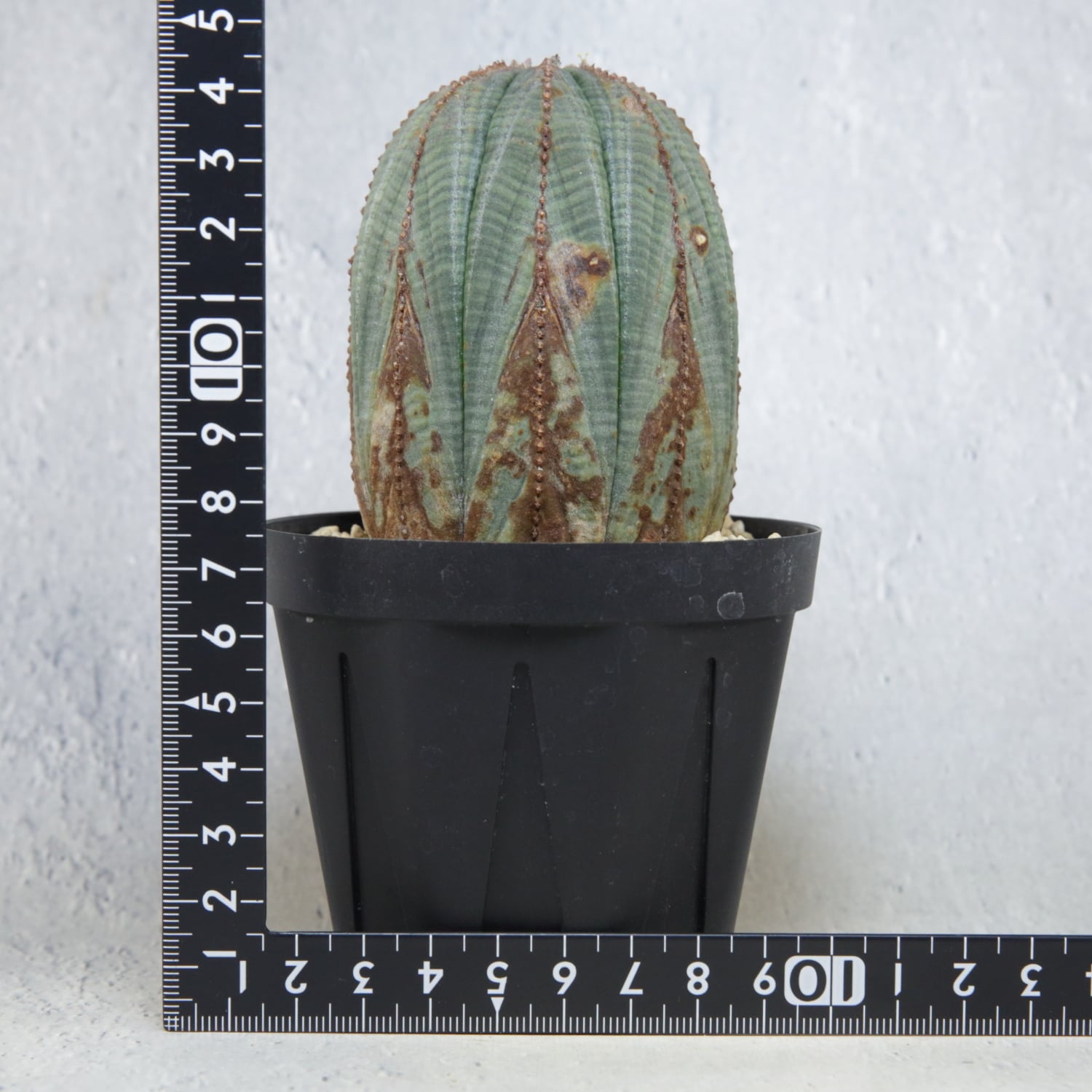 オス株 木質化 マウンテンオベサ / ユーフォルビア | LIGHTHOUSE