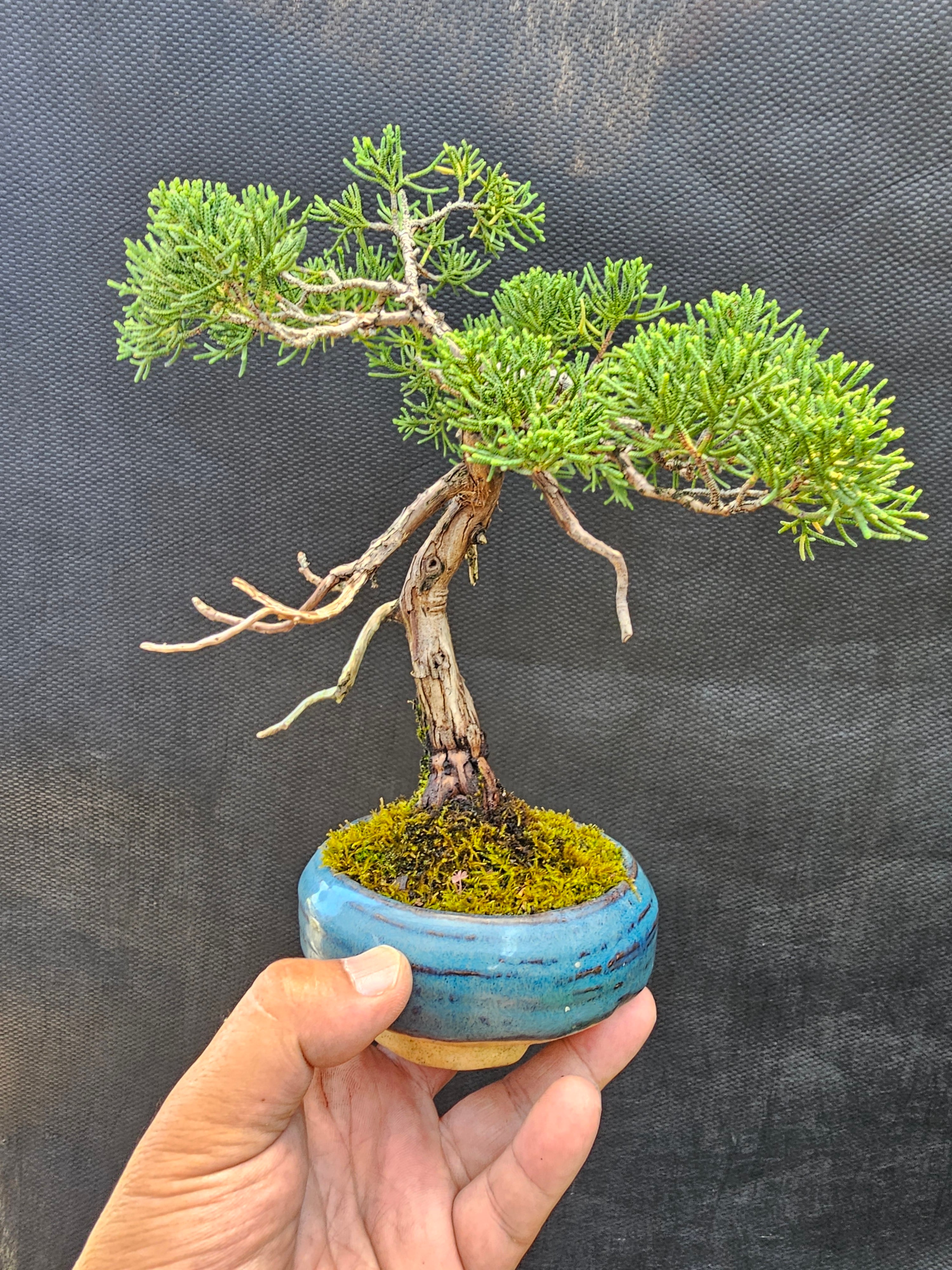 黒松石付き クロマツイシツキ | 【公式EC】BONSAI IKUMA