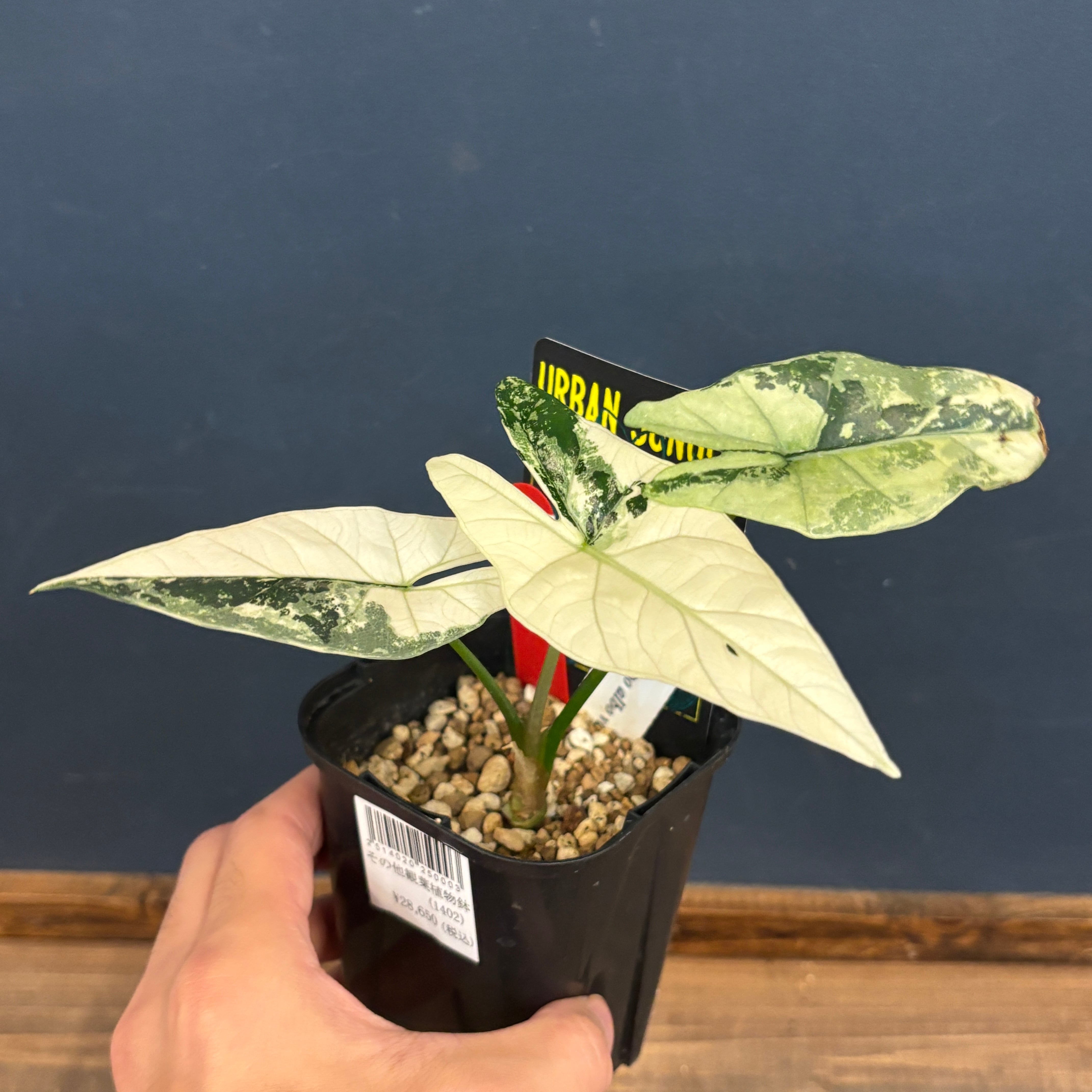アロカシア　シンポ　バリエガータ Secret Bazaar | _ 『 アロカシア・シンポ 斑入り 』 Alocasia