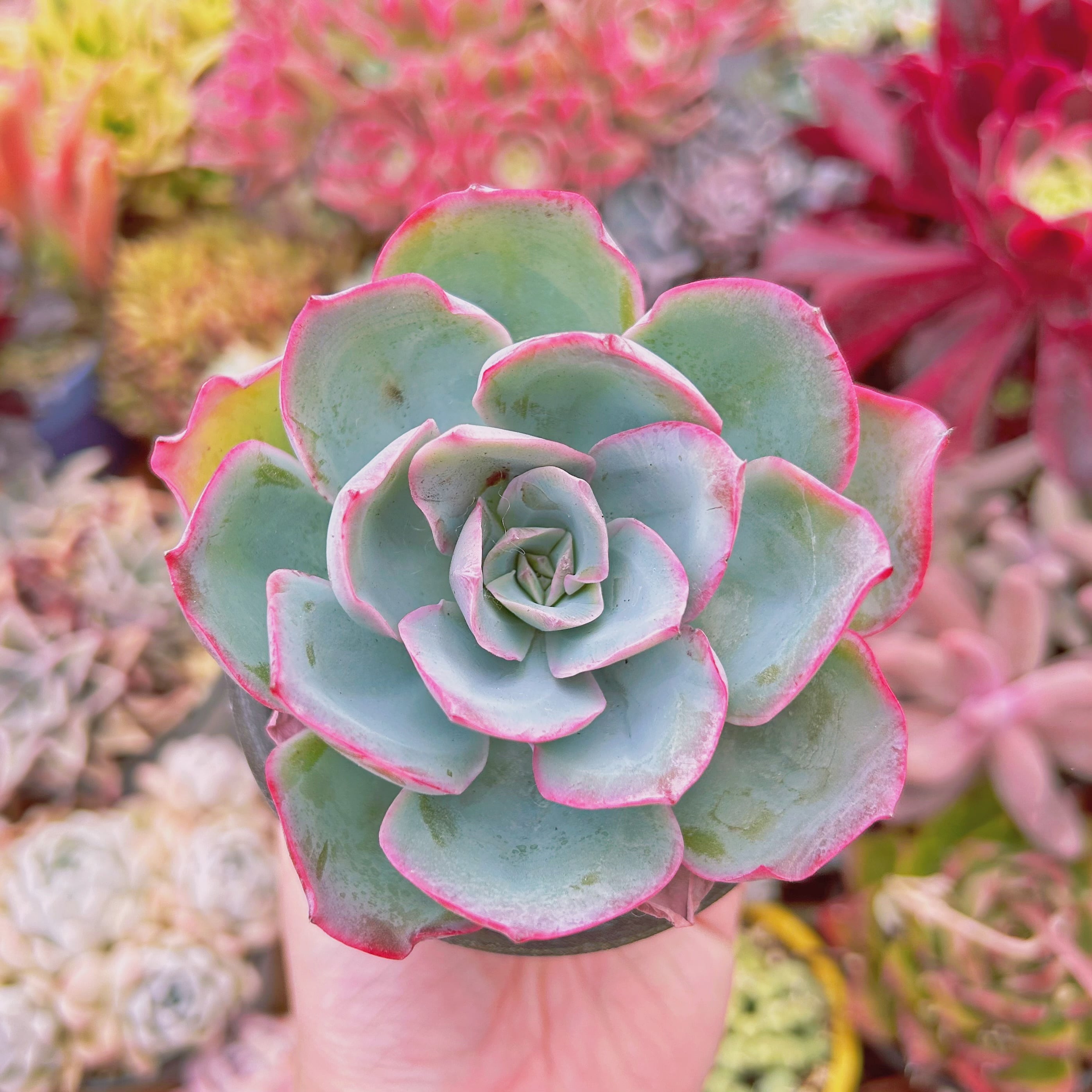 多肉植物　 Echeveria   ネオンライト　特大