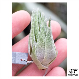 Tillandsia sprengeliana (Large Clone) Ex. Koehres