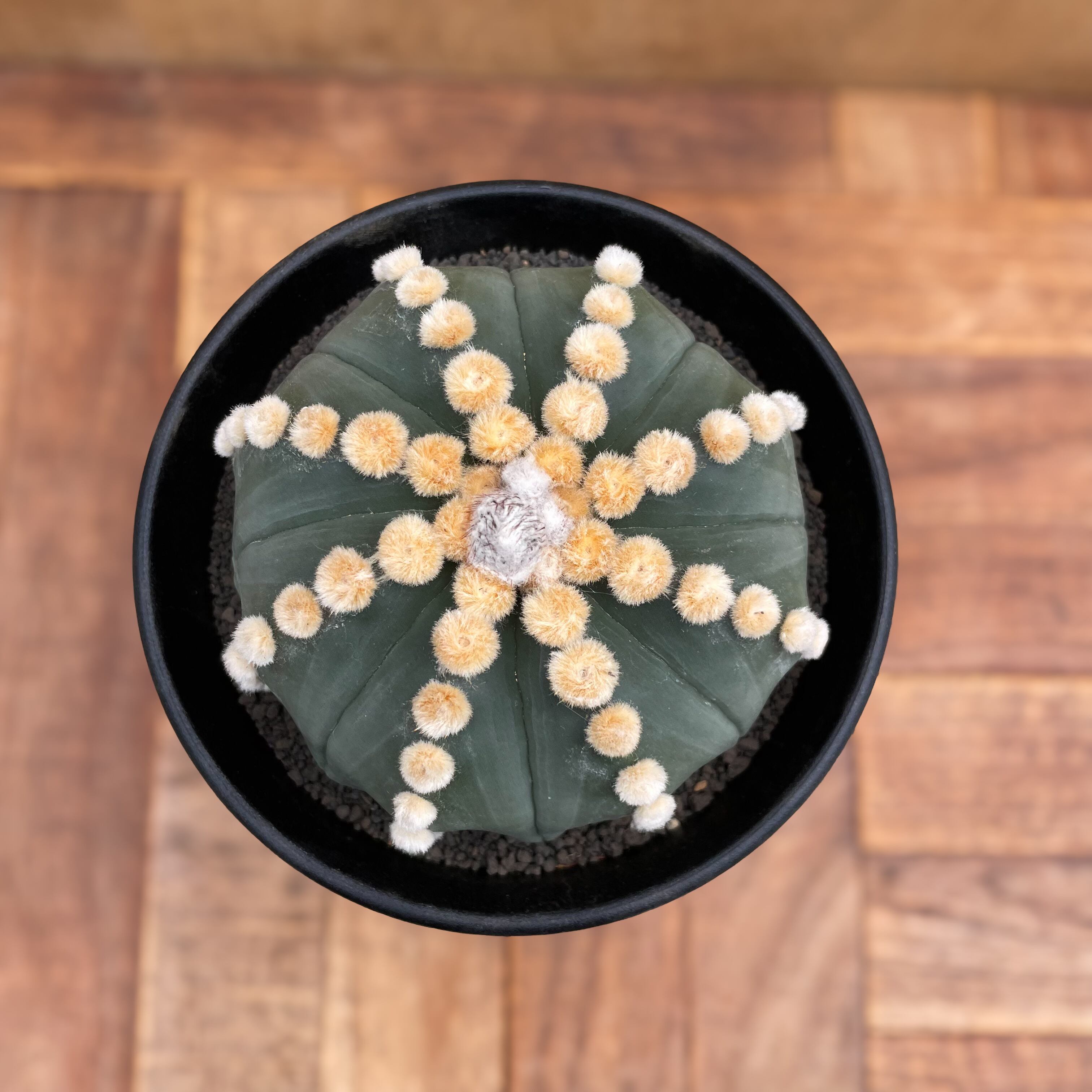 Astrophytum | RIMO'S GREEN 【Saboten & Succulent】