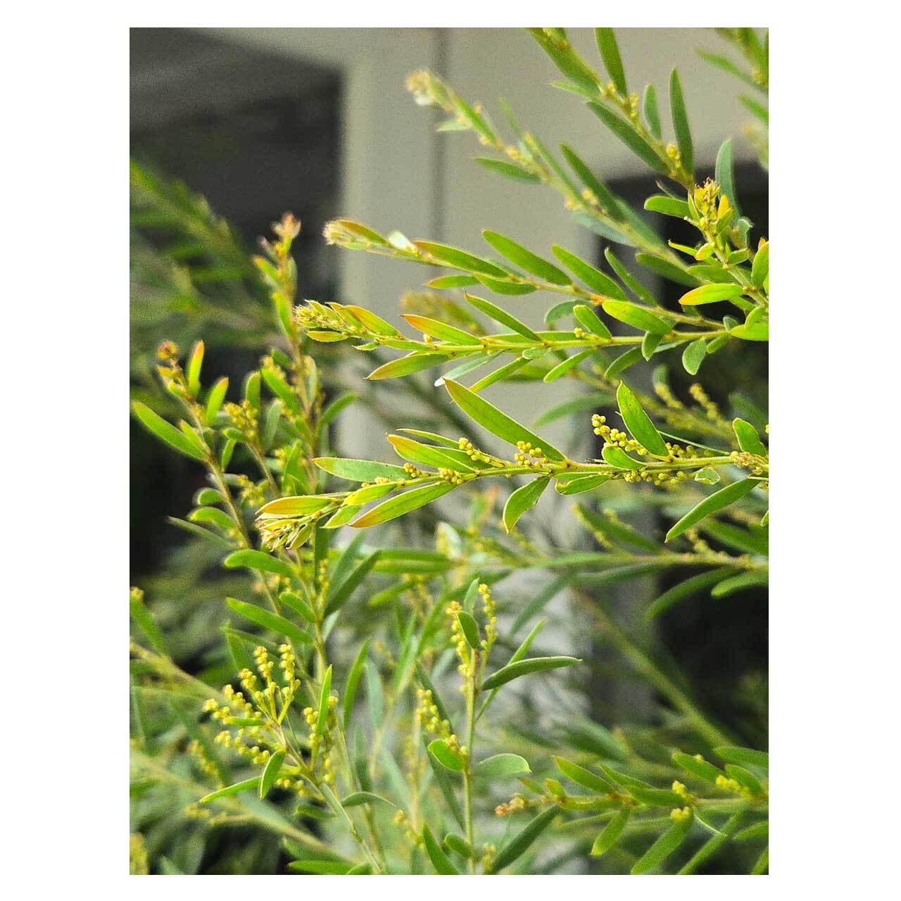 Acacia brisbane（fimbriata） | Seeding