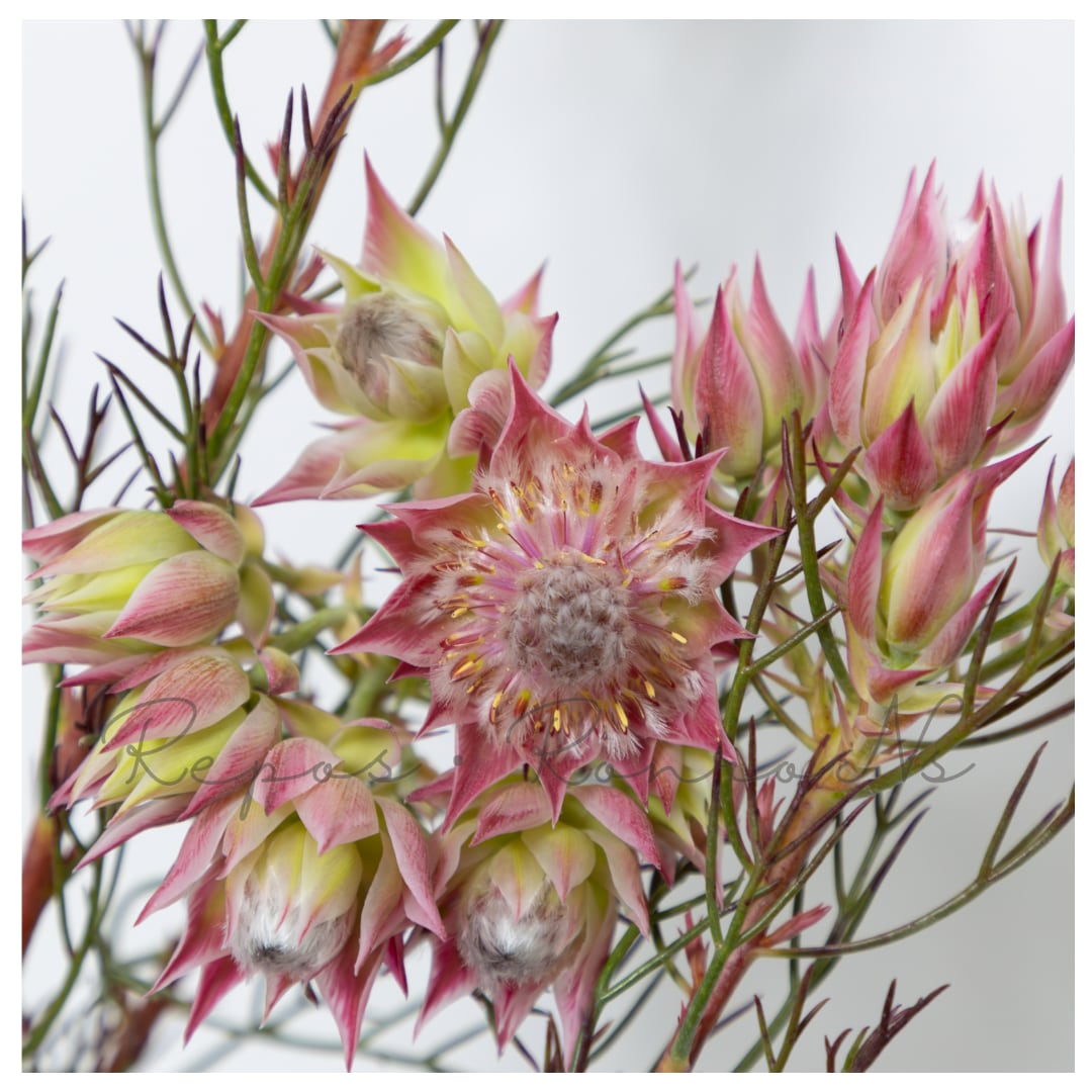 セルリア(ジョーイセルリア):プリティインピンク⑧(5号鉢) 希少 オージープランツ シンボルツリー 庭木