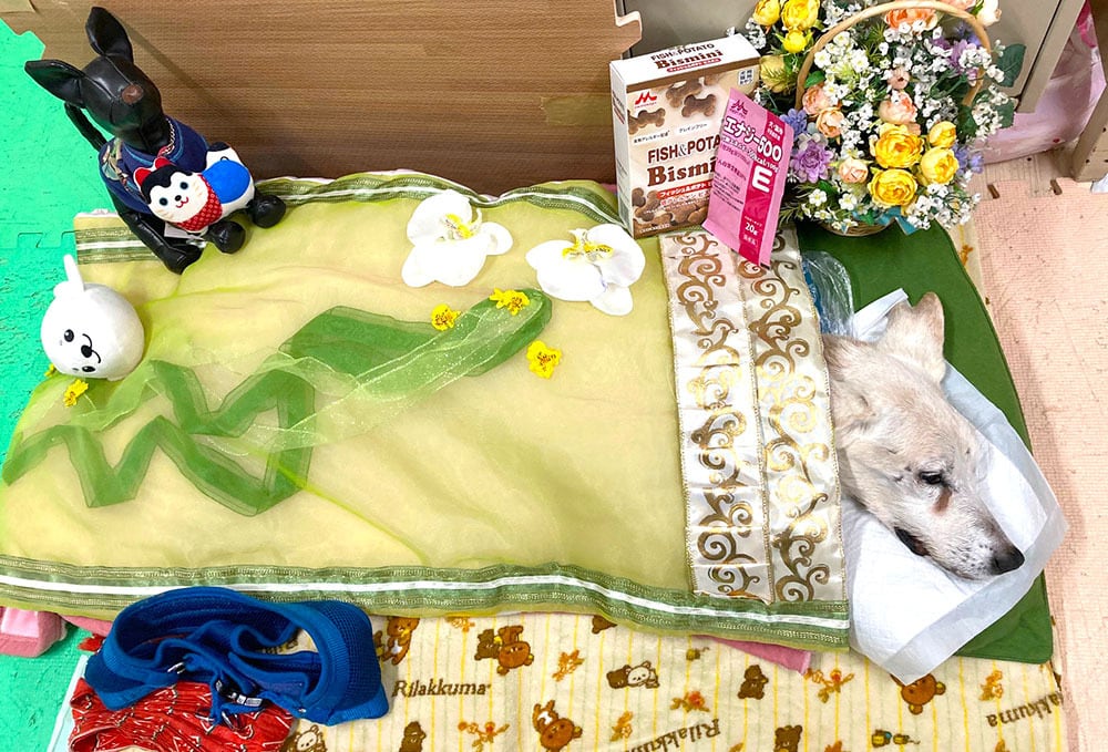 「新緑色」愛犬用の仏衣 Shop開設記念30％OFF（～6月30日まで）￥15,000→￥10,500(税抜)