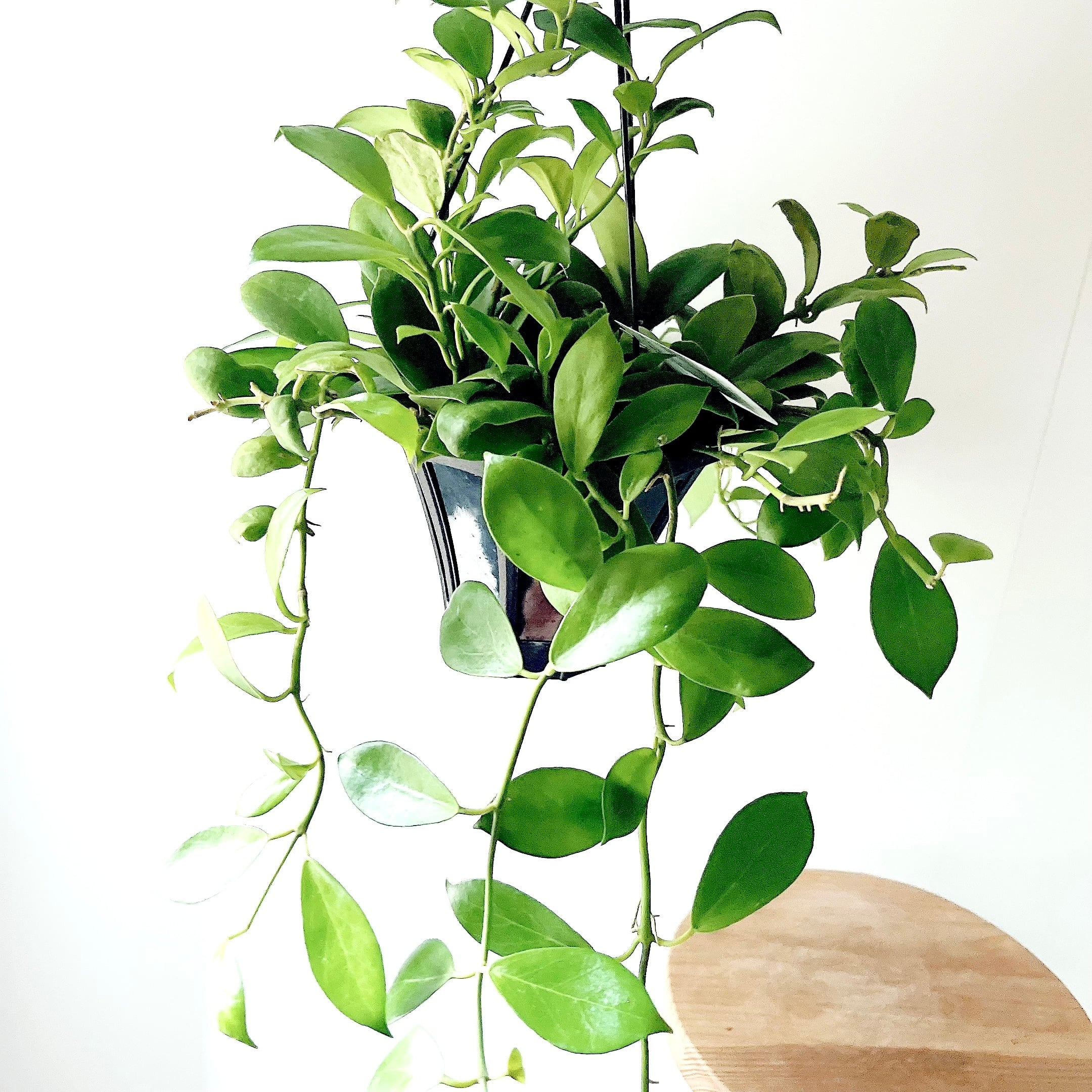 ゆったり癒しの アンスリウムフーケリー 5号鉢 観葉植物 calm cafe