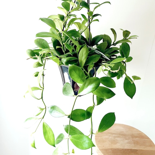 紅葉するHoya ホヤ オブスクラ 観葉植物 calm cafe