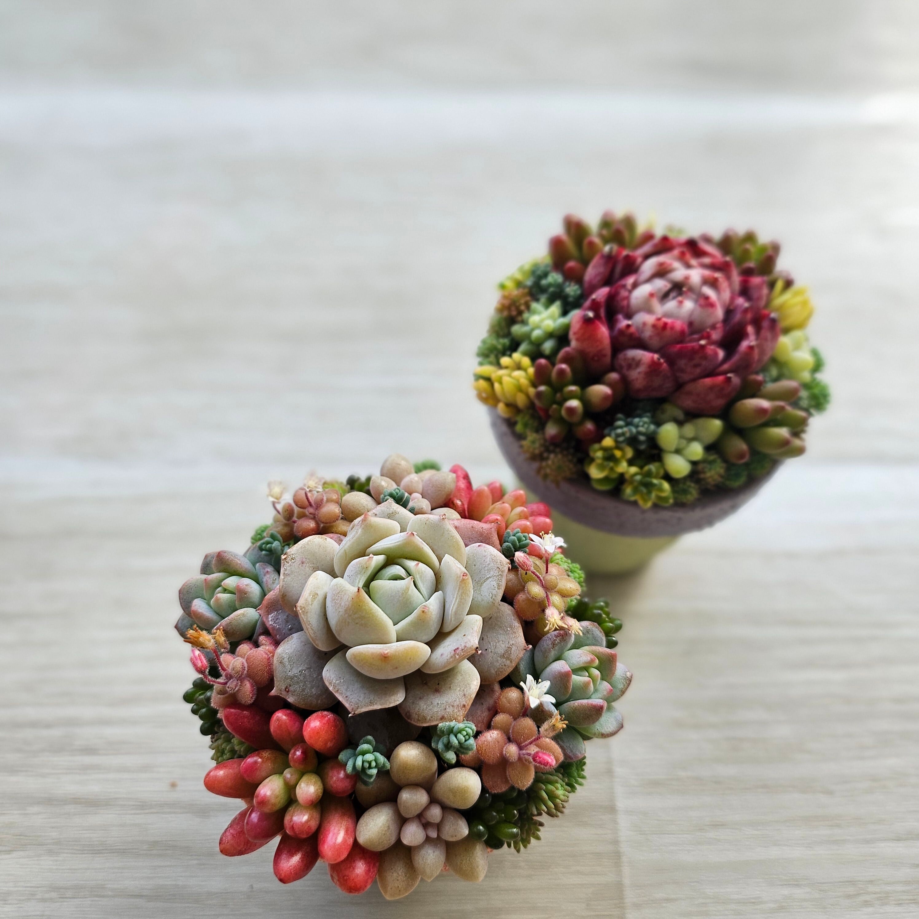 Sansevieria 'Tower Variegated' サンスベリア・タワー 斑入り | Pay ID