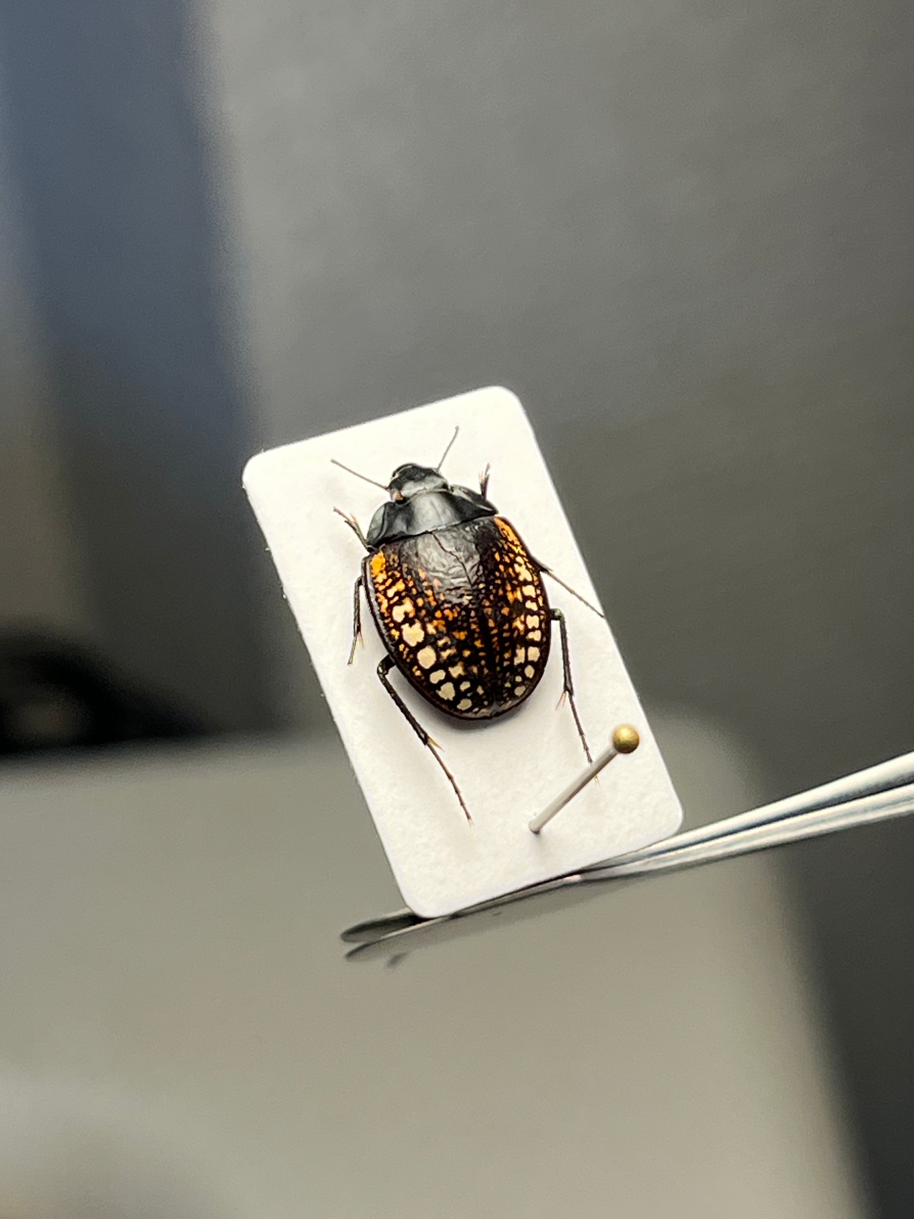 サボから引き継いだメラメラの実の能力者のナミビアのゴミムシダマシ