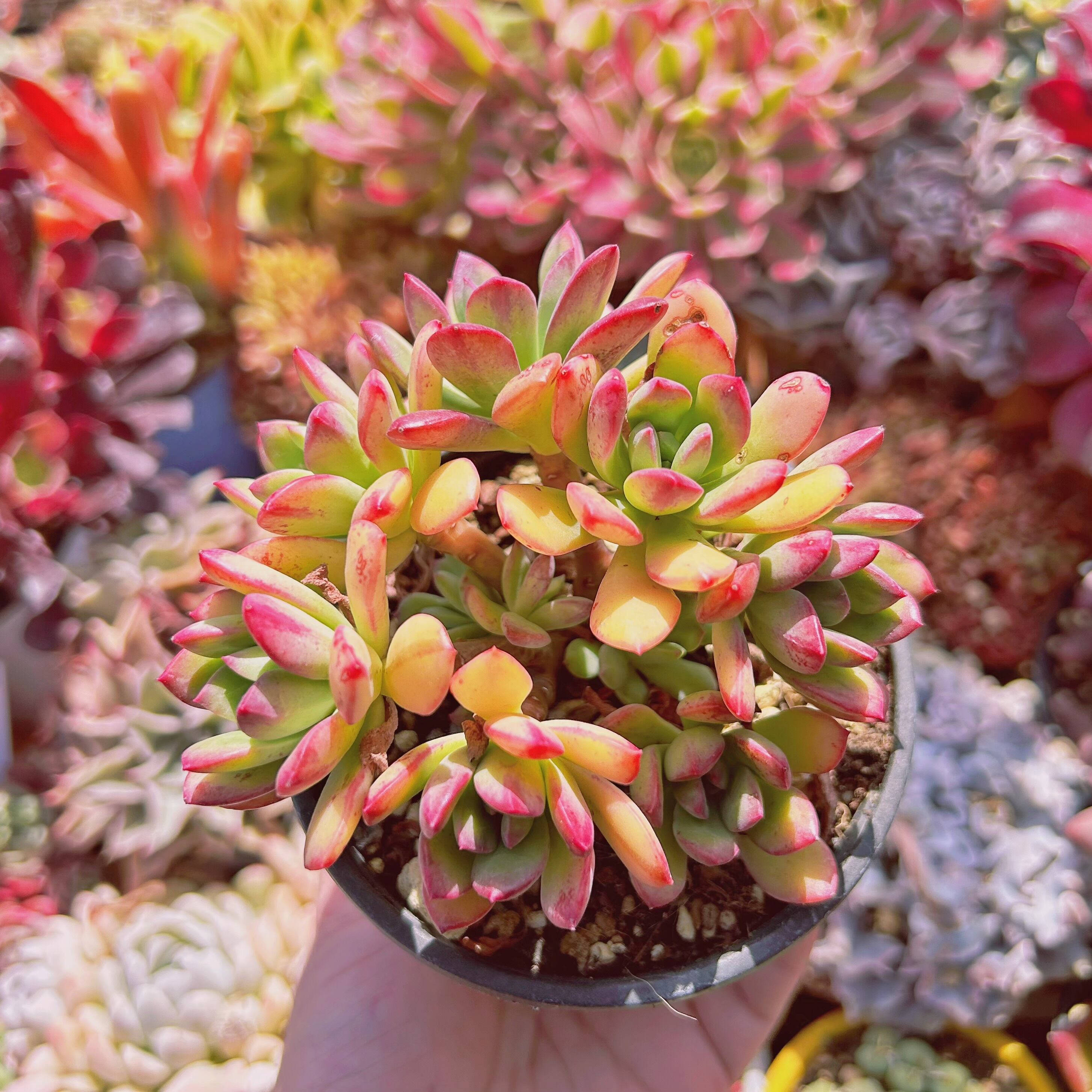 928現物 多肉植物 ミニベル錦 大群生 抜き苗 | るる農園~多肉 928現物 多肉植物 ミニベル錦 大群生 抜き苗 | るる農園~多肉