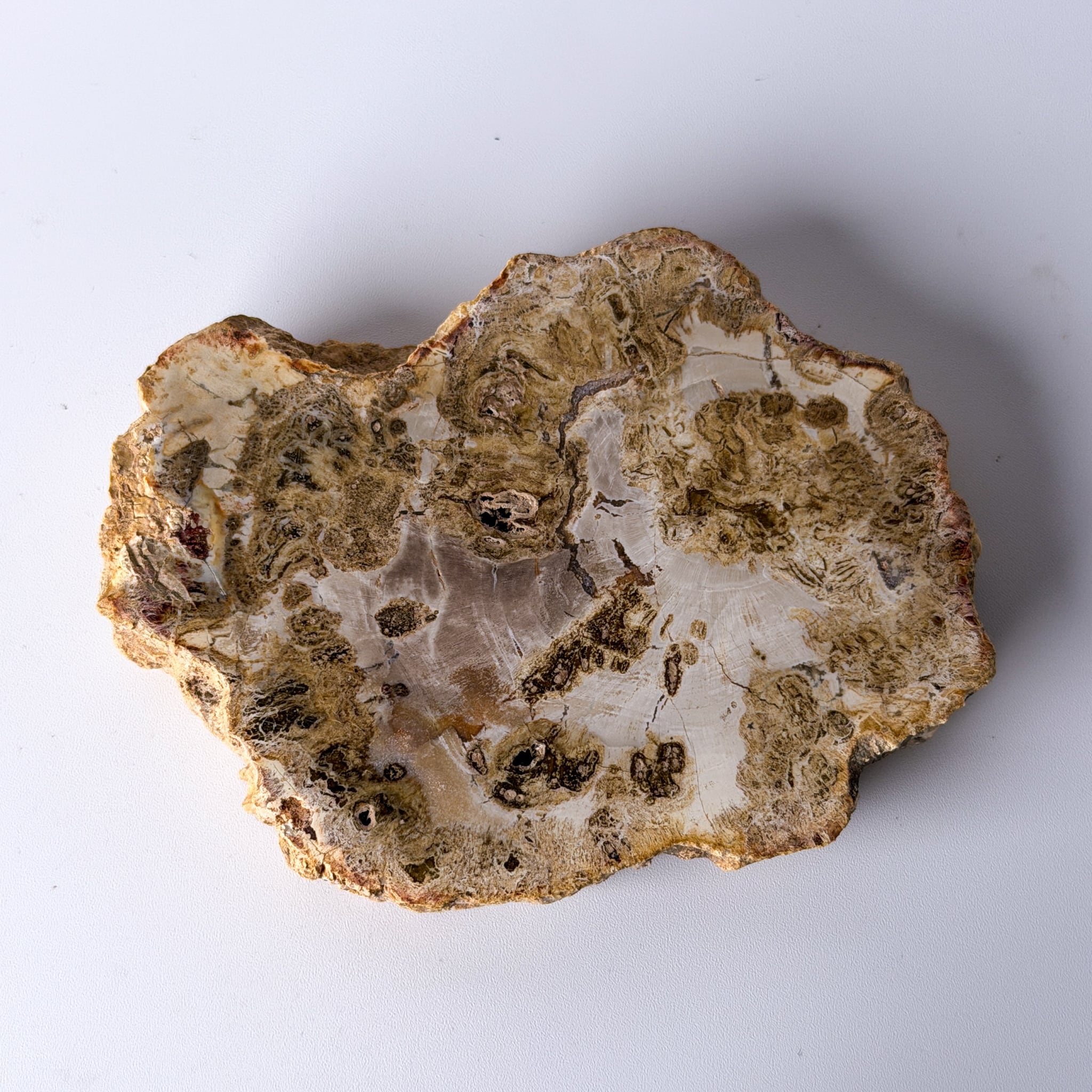 台座付き ペトリファイドウッド 珪化木 スラブ ペトリファイドウッド（珪化木）スラブ ＊ Petrified Wood ＊ 天然石