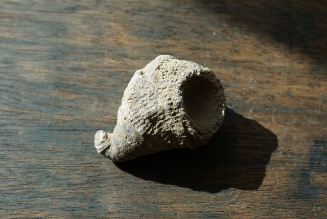 ニューヨーク州産四放サンゴ化石 Heliophyllum halli 1536