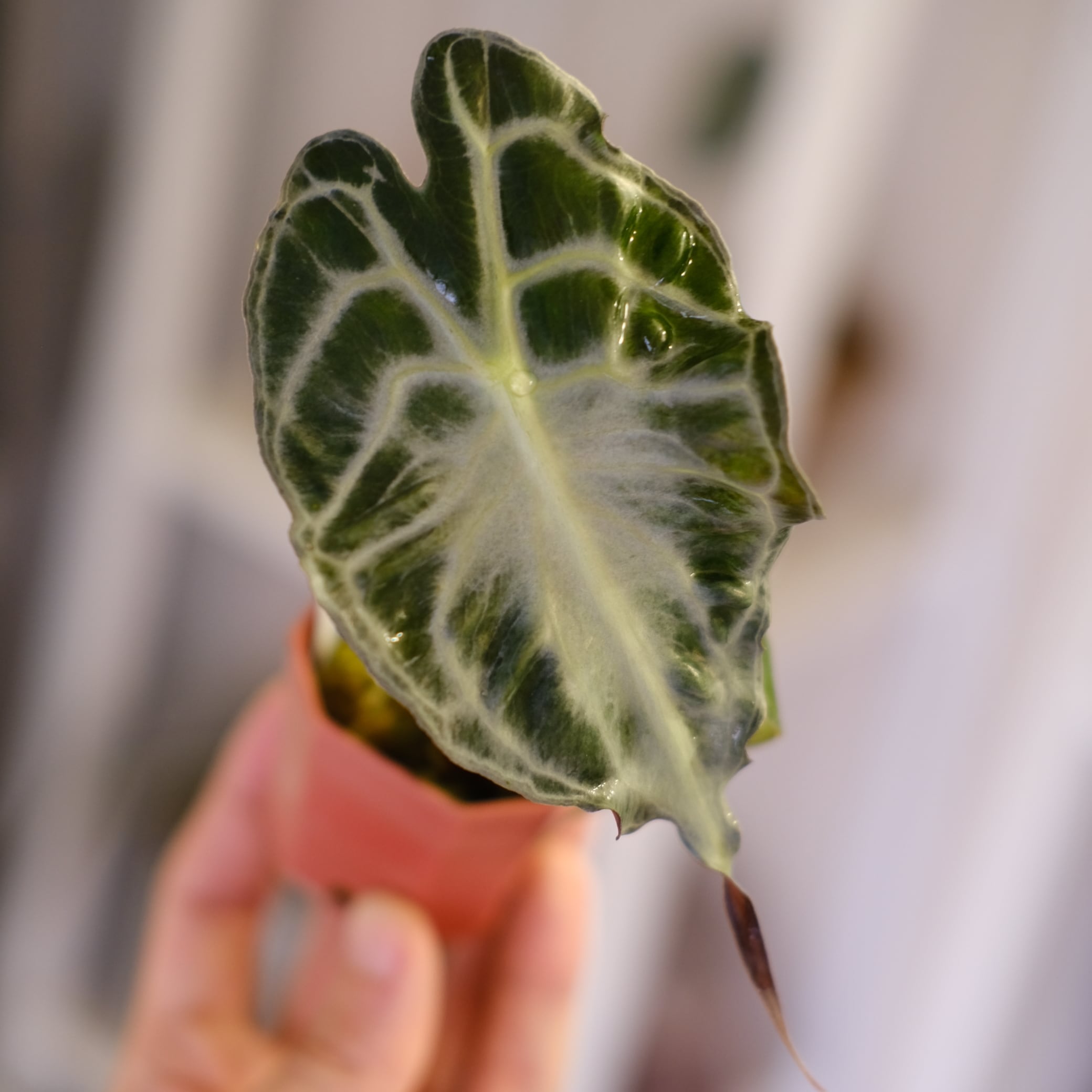 アロカシアヴェノム④ Alocasia 'Venom'│アロカシア・ヴェノム④│観葉植物 | tokyoplants