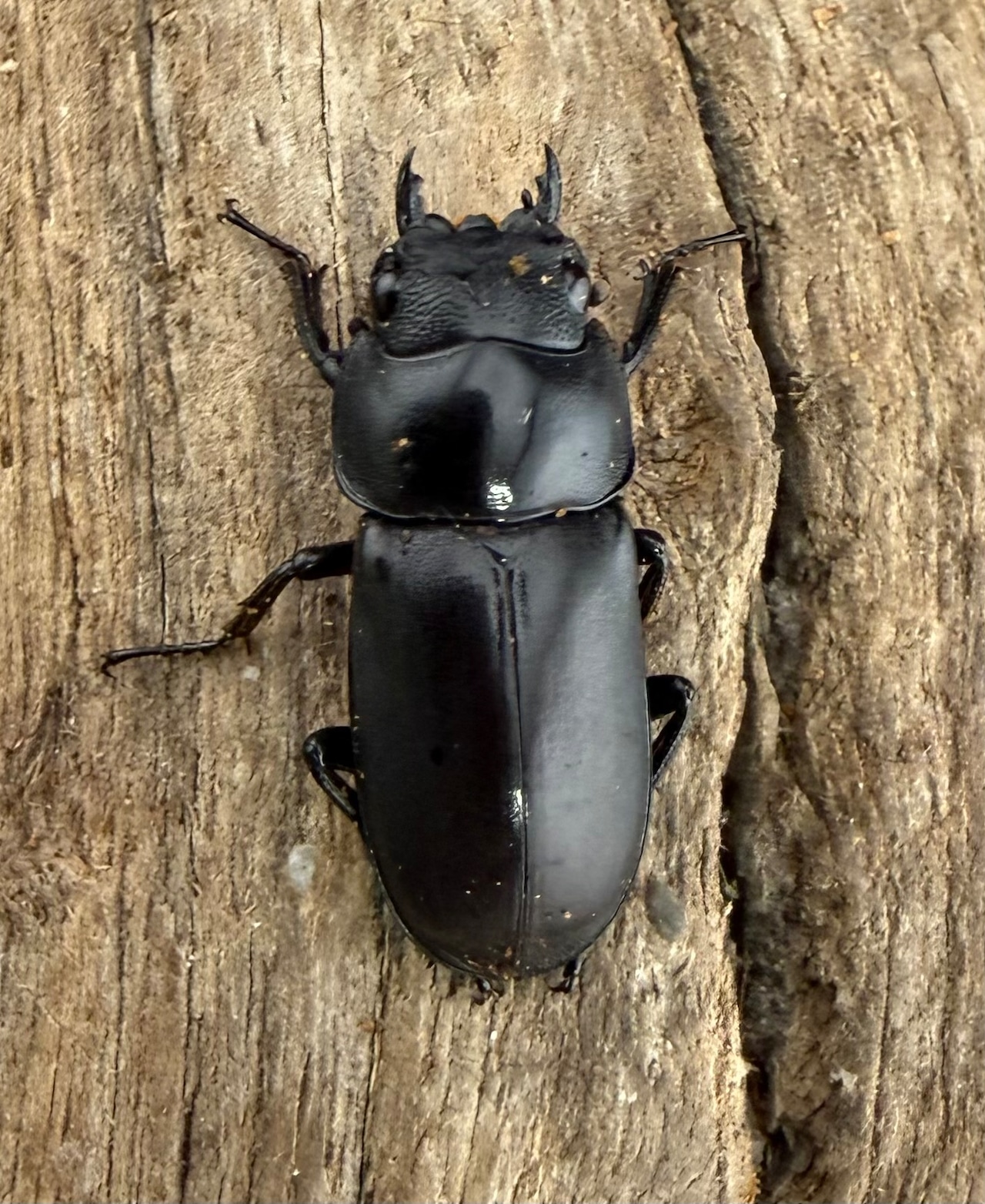 【WF1】《ピエールコクワガタ 29mm ペア》