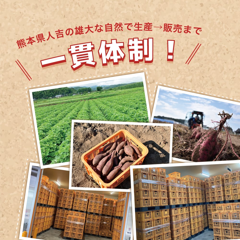 訳あり】紅はるか 熟成生芋5kg 熊本県産 さつまいも サイズ混合 土付き