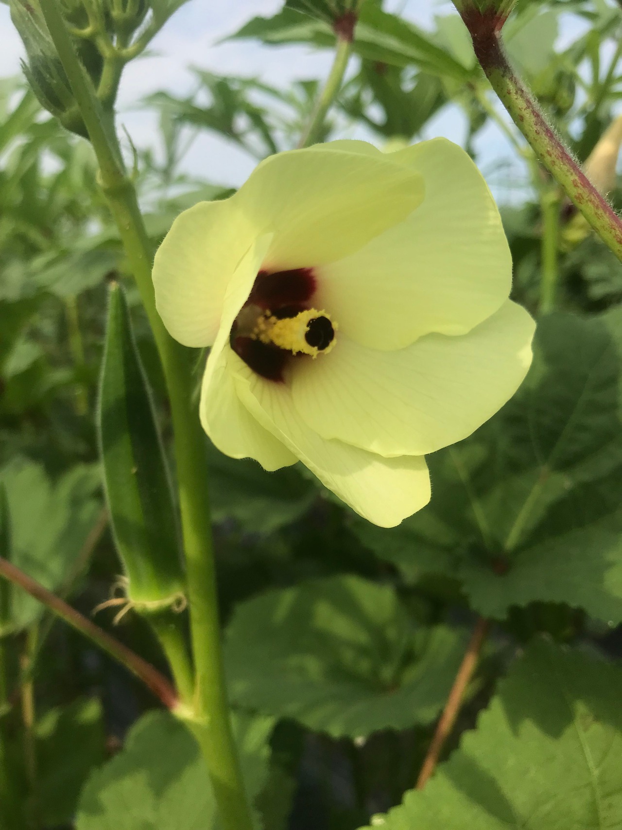 【お試しサイズ】柔らかくてオクラ苦手な人でも食べやすい☆オクラ☆500g分