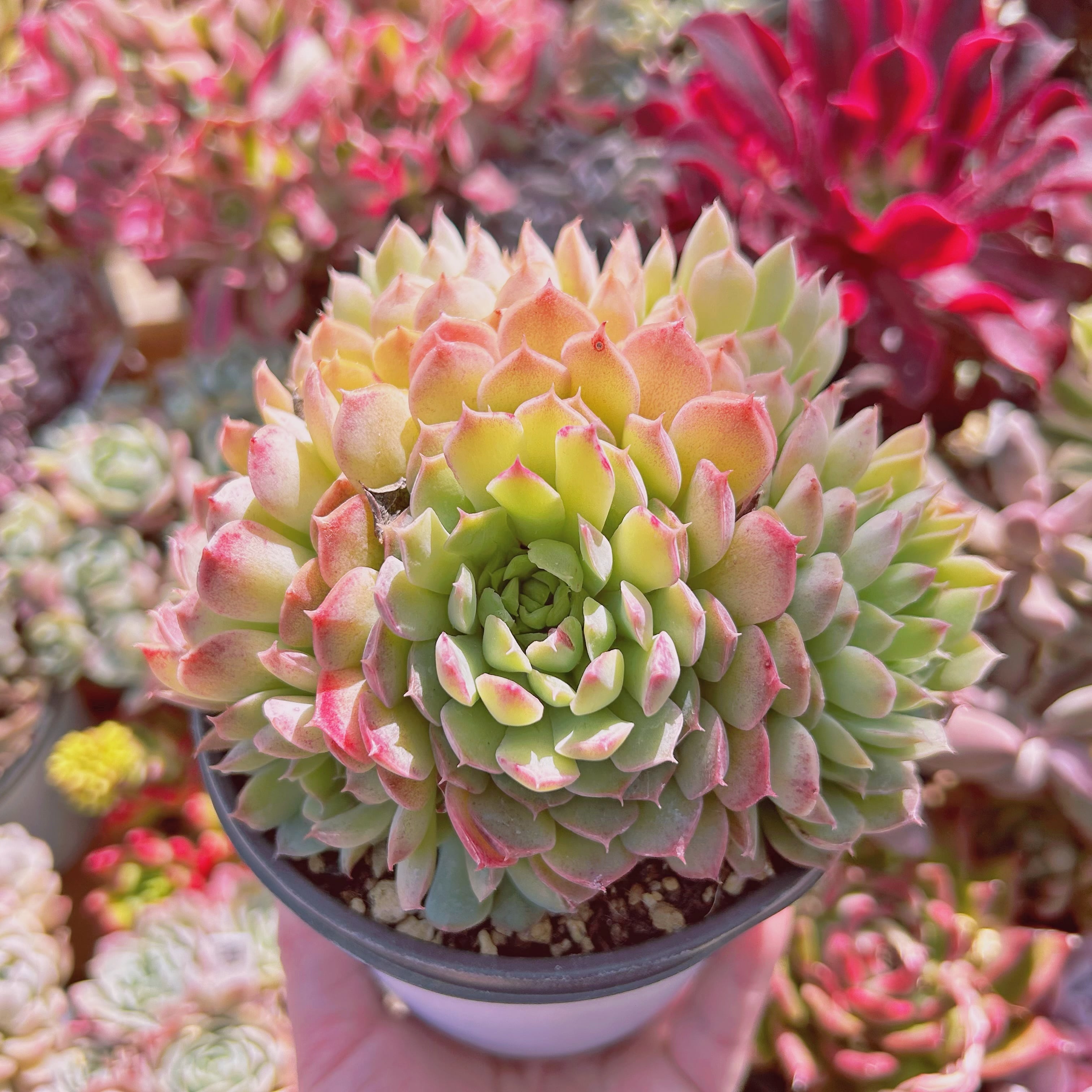 多肉植物　韓国苗　レッドライト　紅灯　大きめ　発根済み 多肉植物 レッドライト 韓国苗 多肉植物 pariʚ❤︎ɞtaniku