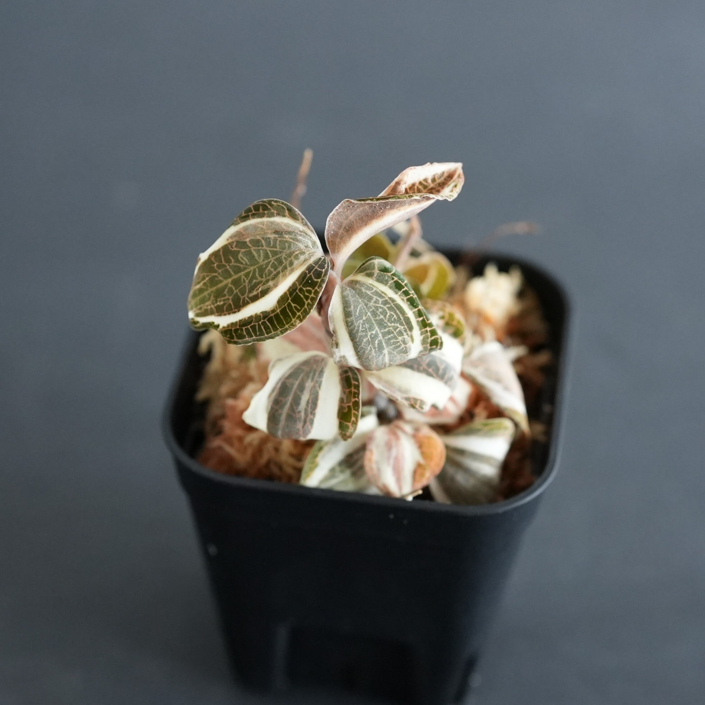 ◇現品◇Anoectochilus roxburghii Variegata【ジュエルオーキッド宝石
