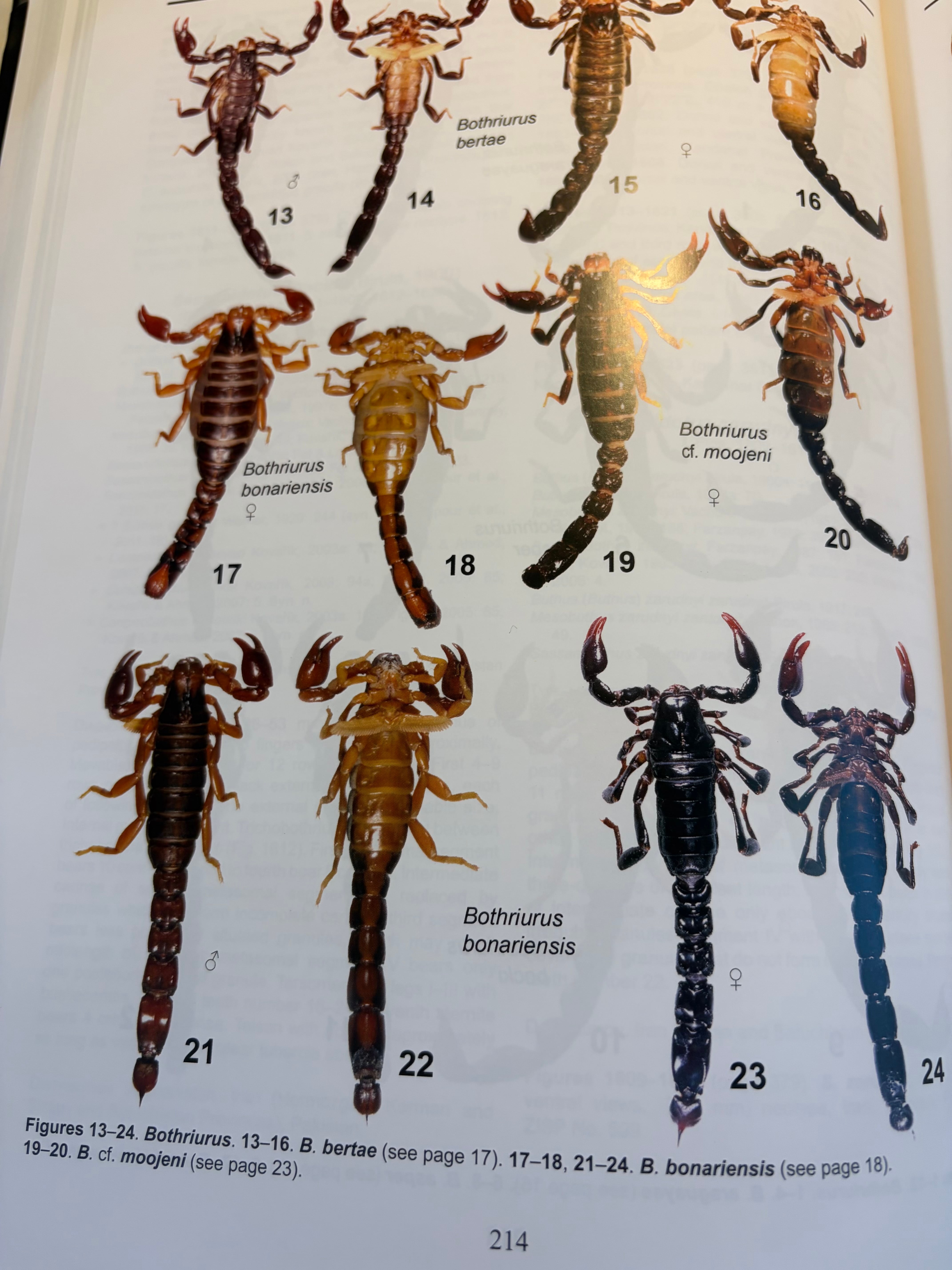 最高傑作】サソリの図鑑 標本 洋書 Illustrated catalog of scorpions
