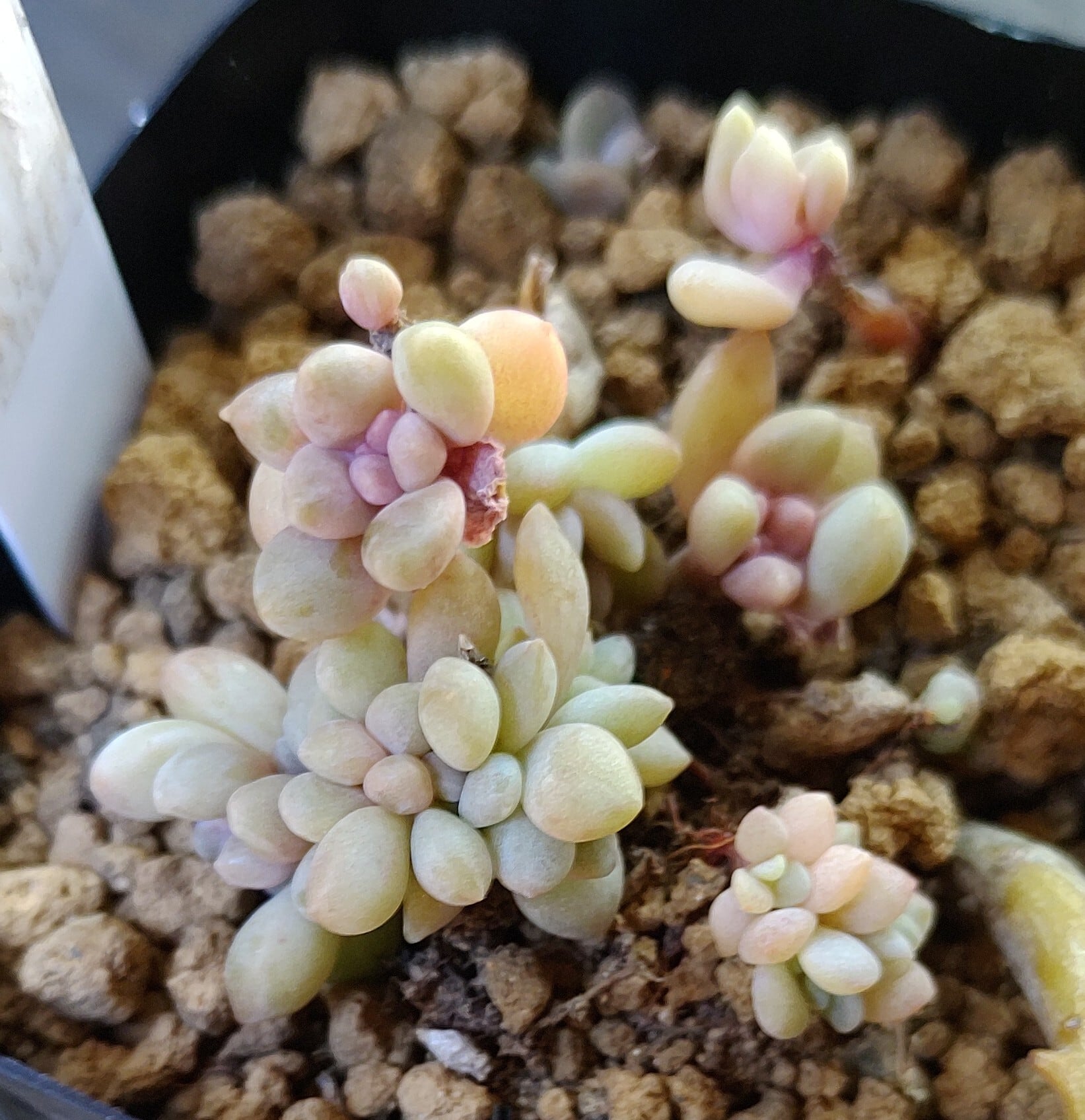 綴化 | RuPo 多肉植物専門店