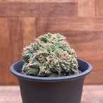 Aztekium ritteri 'Valdezii'【アズテキウム・紅籠・接木】