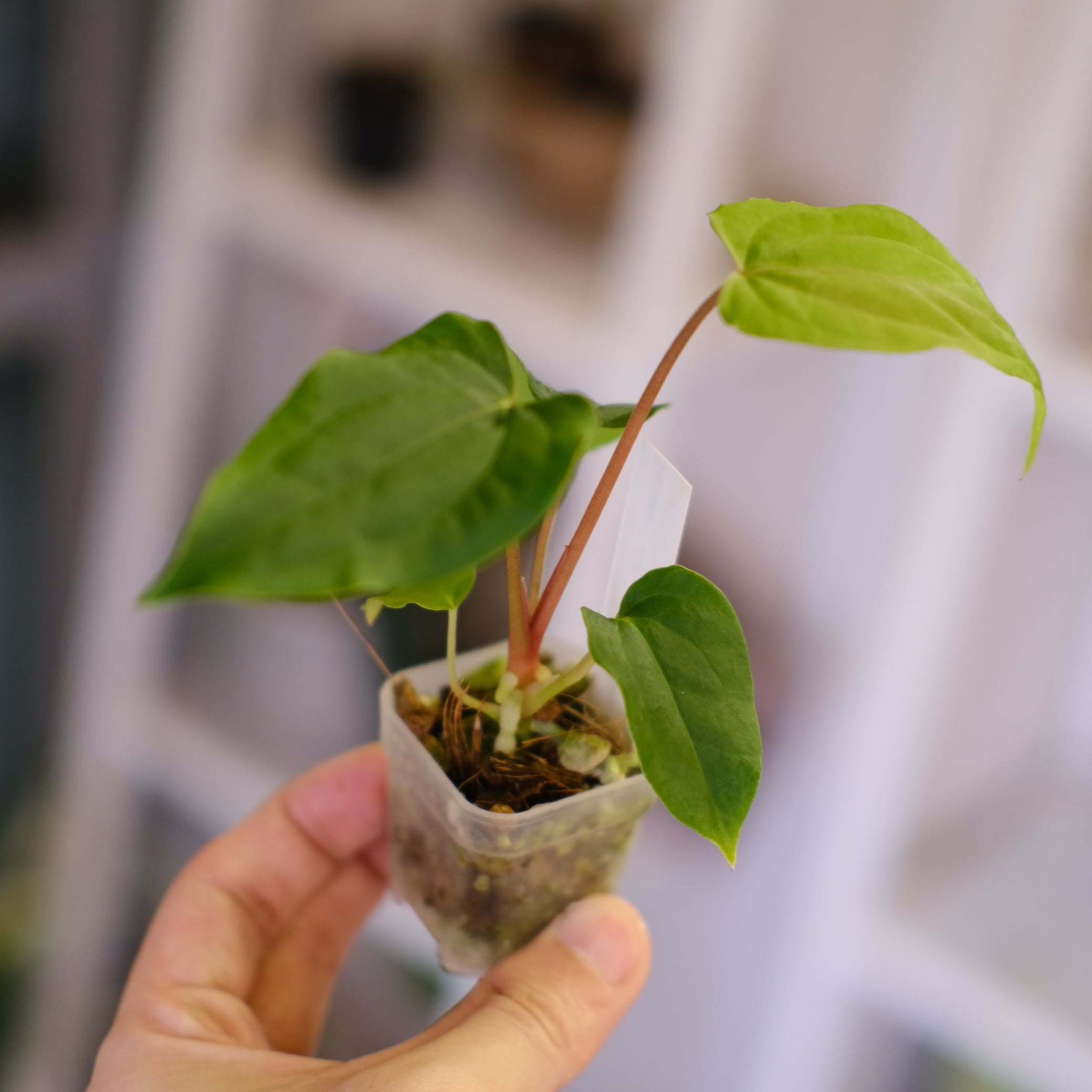 Anthurium Papillilaminum Guna Yala × Ralph Lynam S1 'Dwane'②