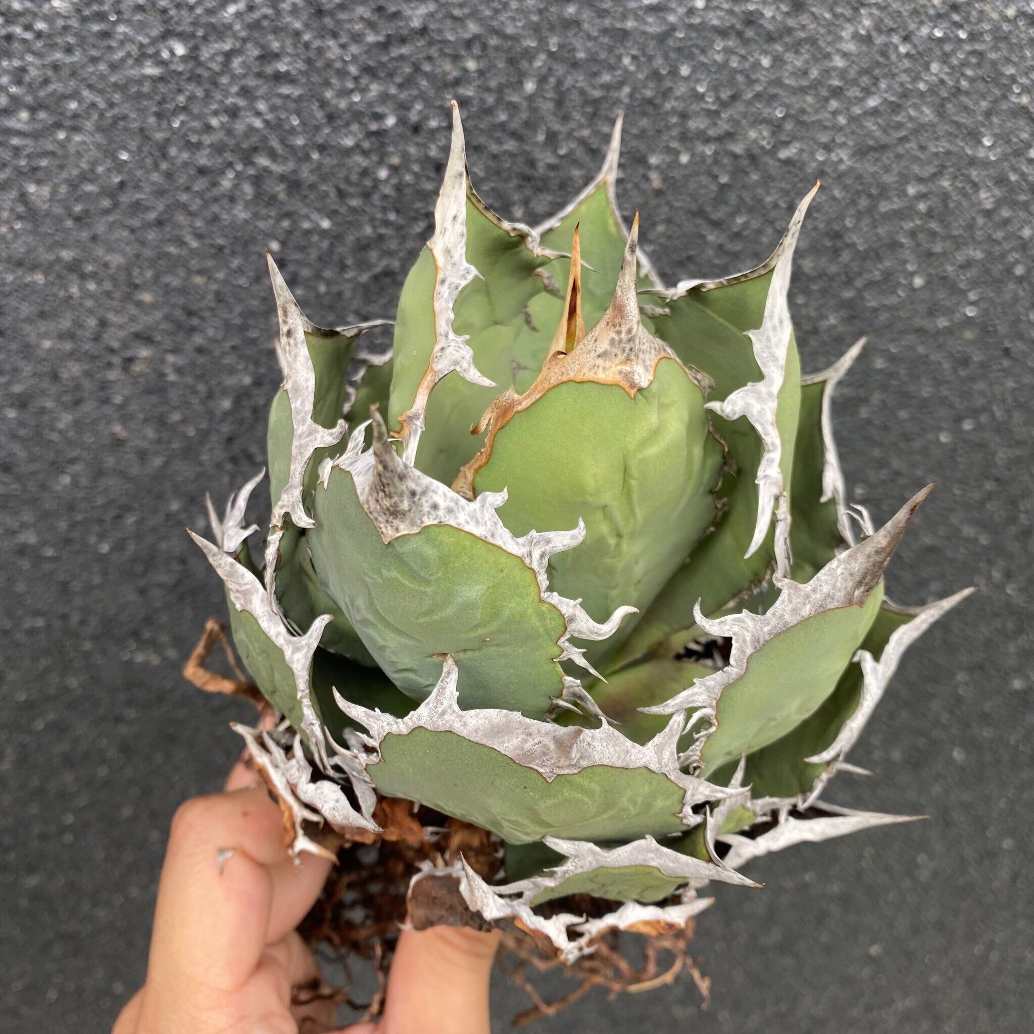 【大株】Agave Titanota 烈焔