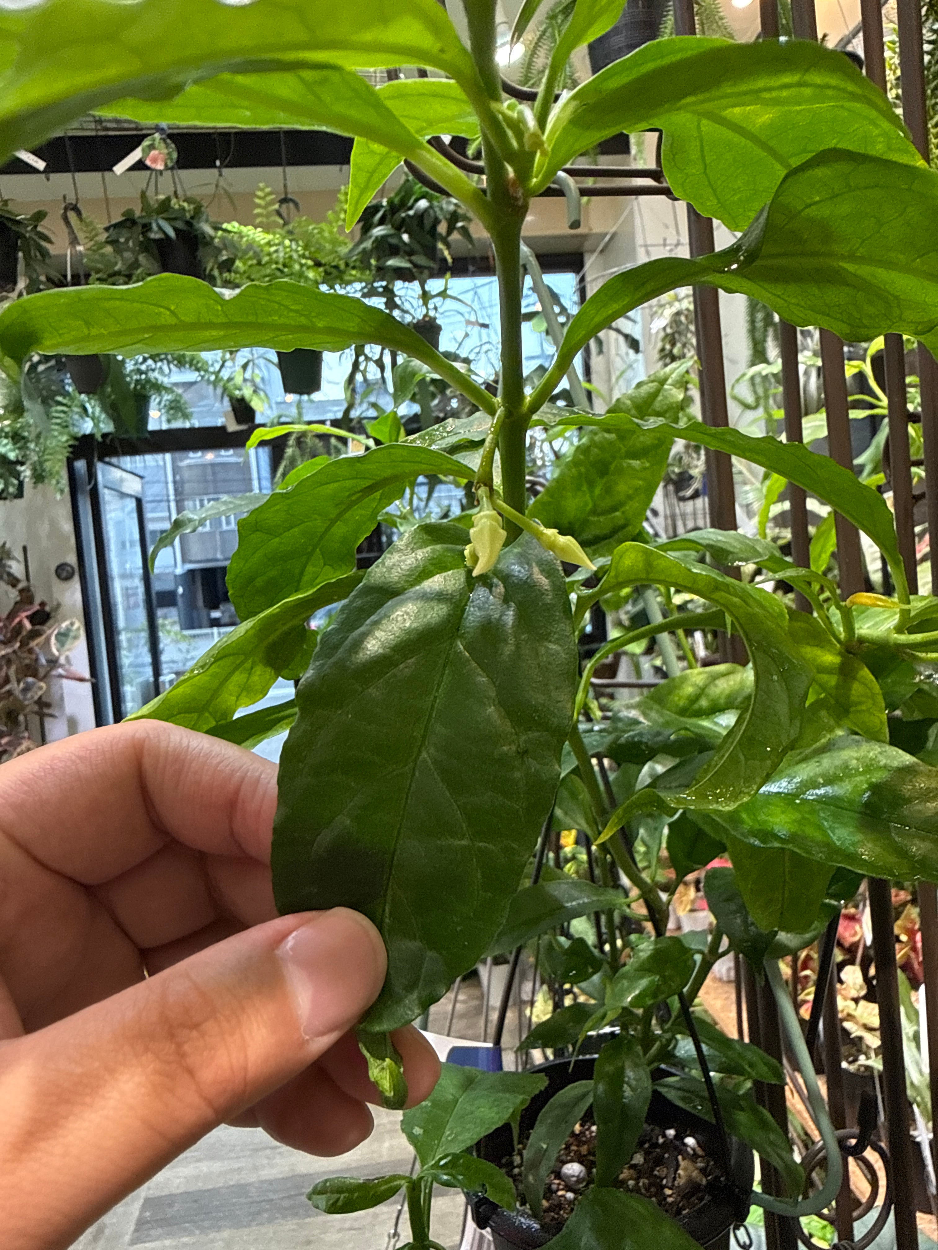 ホヤ ソロケンシス | Gardenえん 【観葉熱帯植物】