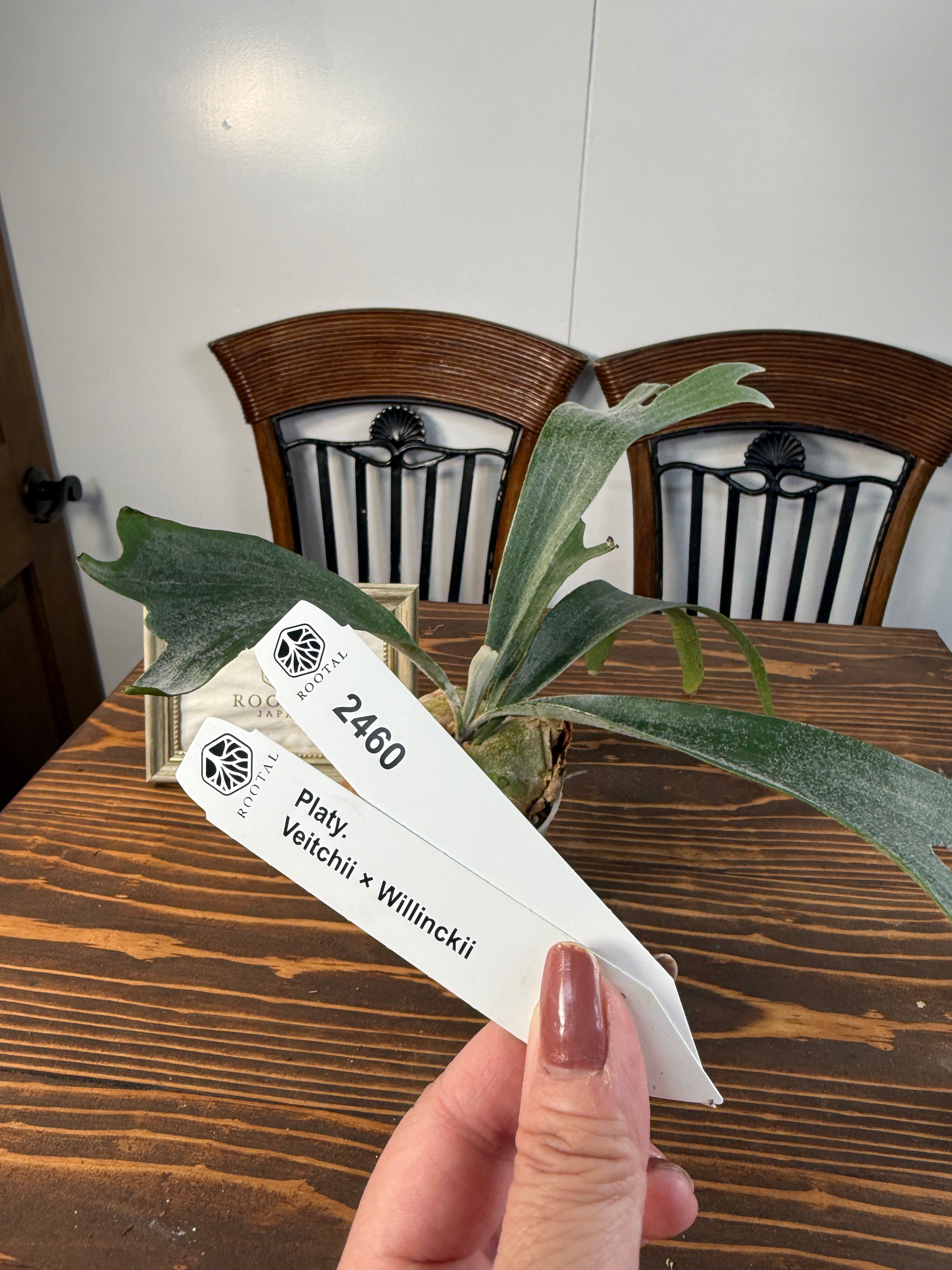 ★2460【交配種の面白さ】ビカクシダ ベイチー×ウィリンキー(3号ポット)