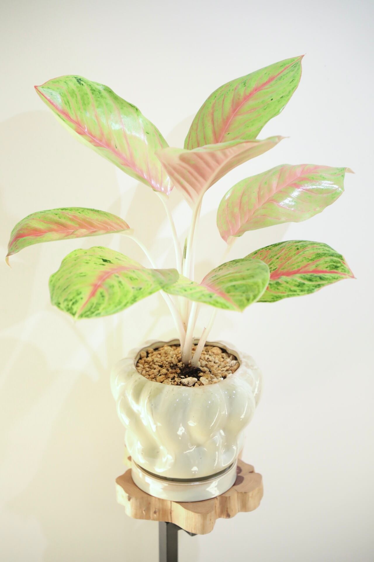 M】アグラオネマ ルイラブ/Aglaonema ※陶器鉢カバー付き | 【厳選植物