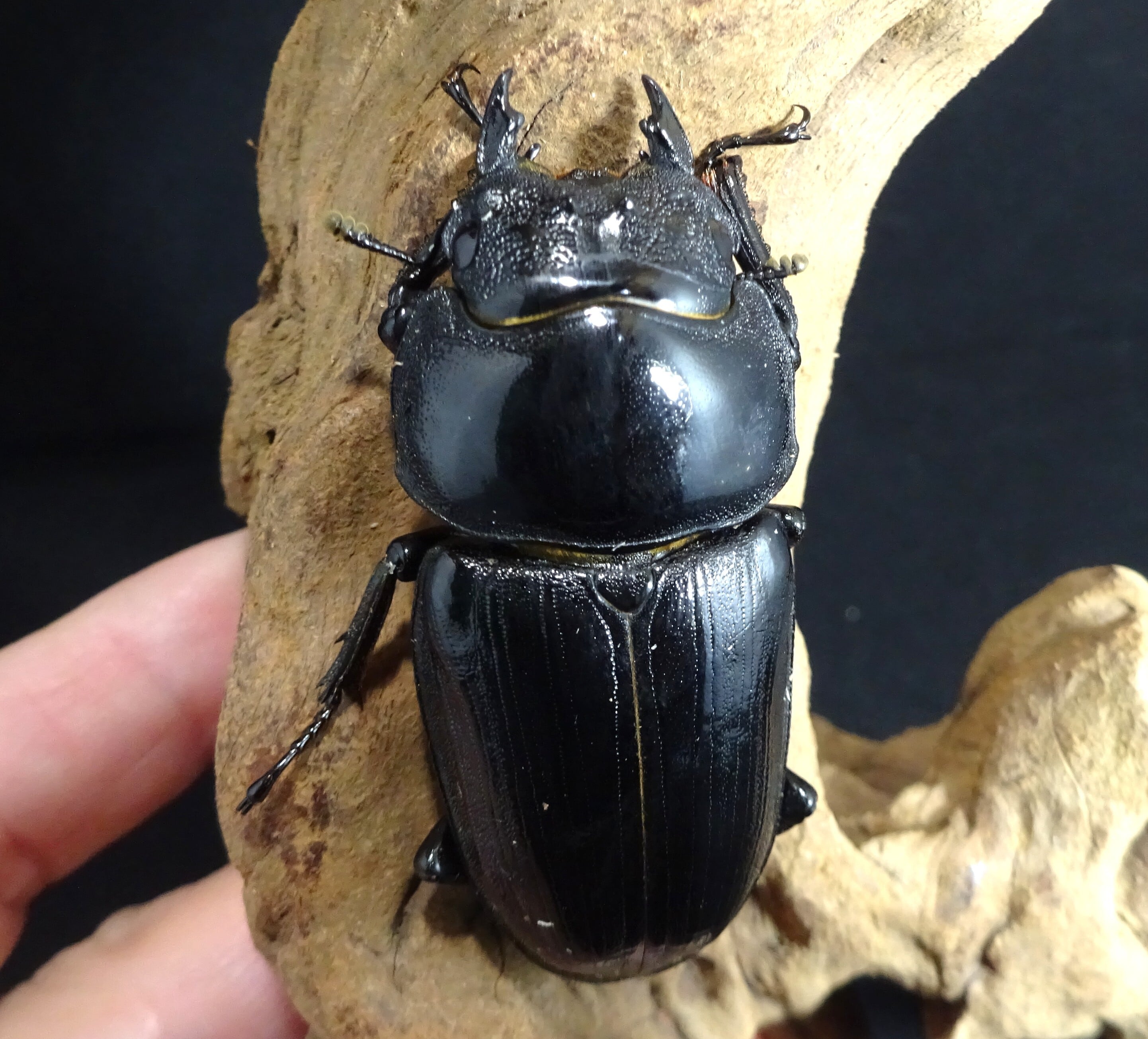 オオクワガタ能勢YG血統 83,82,53,52mm 4頭 | 昆虫ショップ SILENT_BLUE