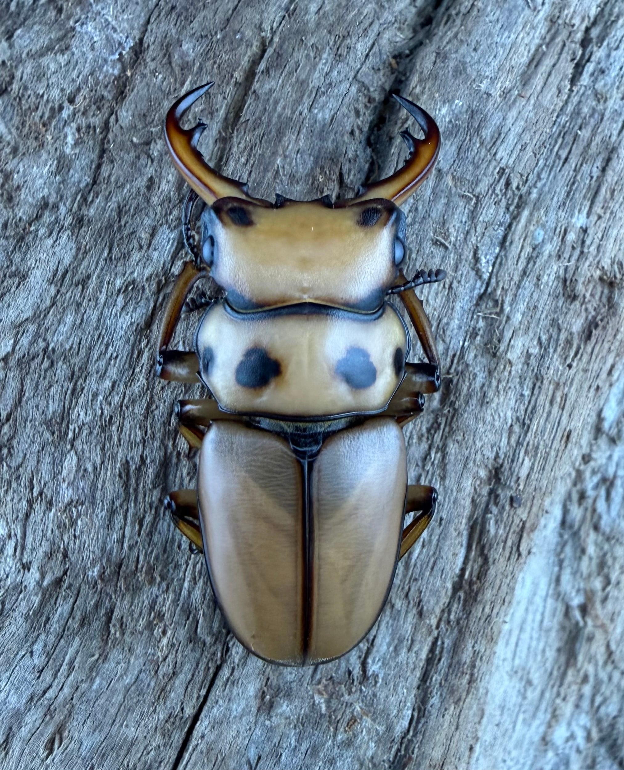 WF1】《メリーメンガタクワガタ 37.5mm ペア》 | KPW公式オンライン