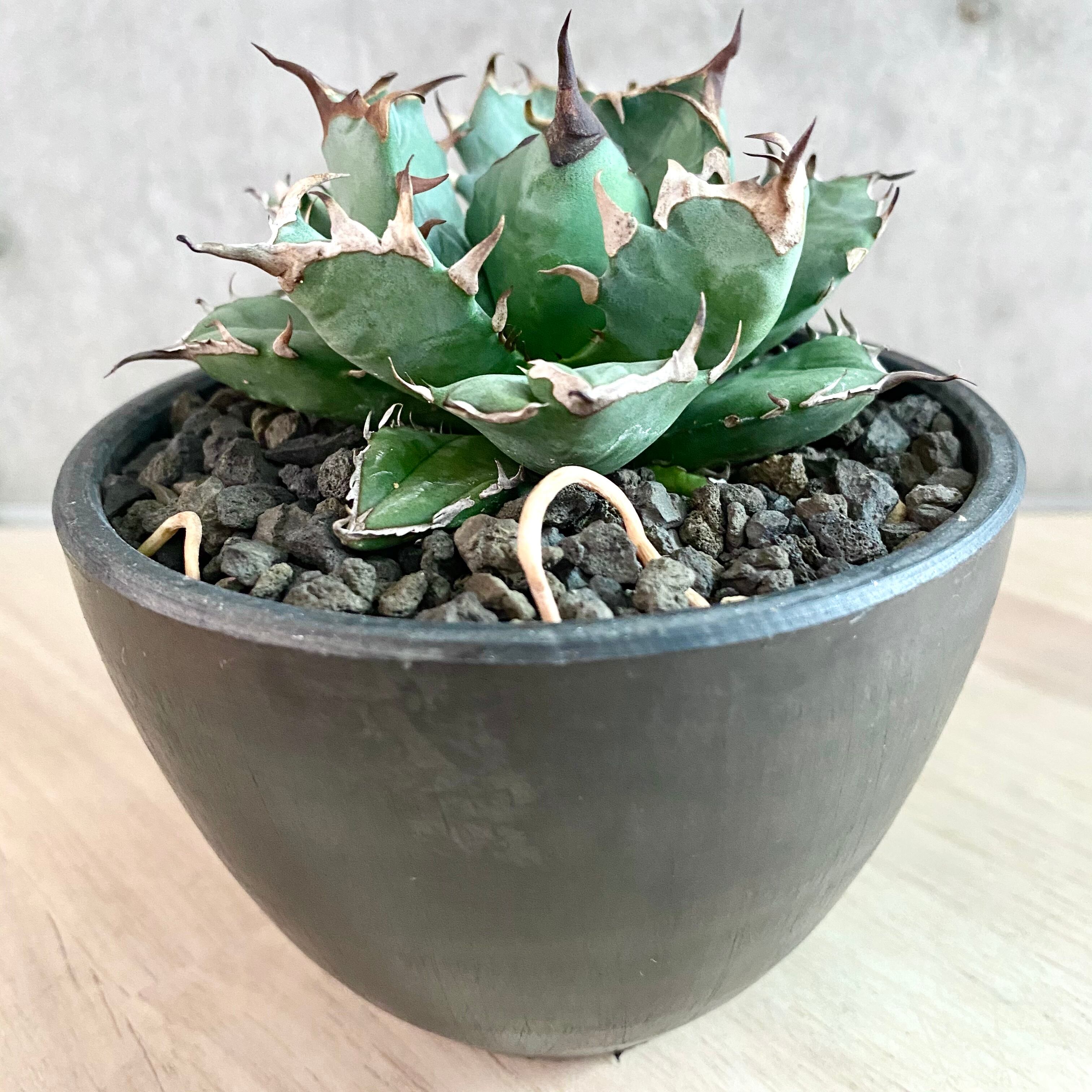 agave titanota /アガベ チタノタ 厳龍【観葉植物】【多肉植物