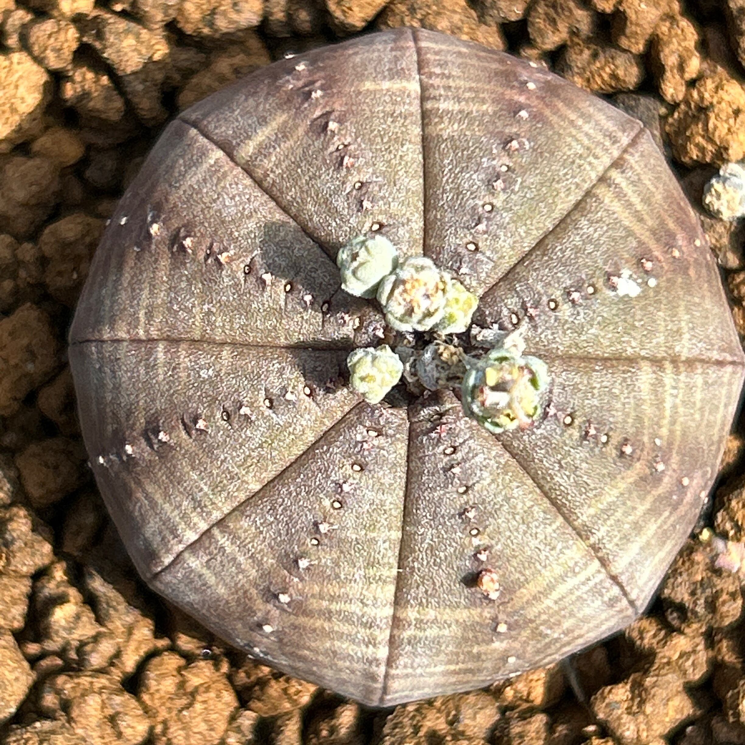 ユーフォルビア | RuPo 多肉植物専門店