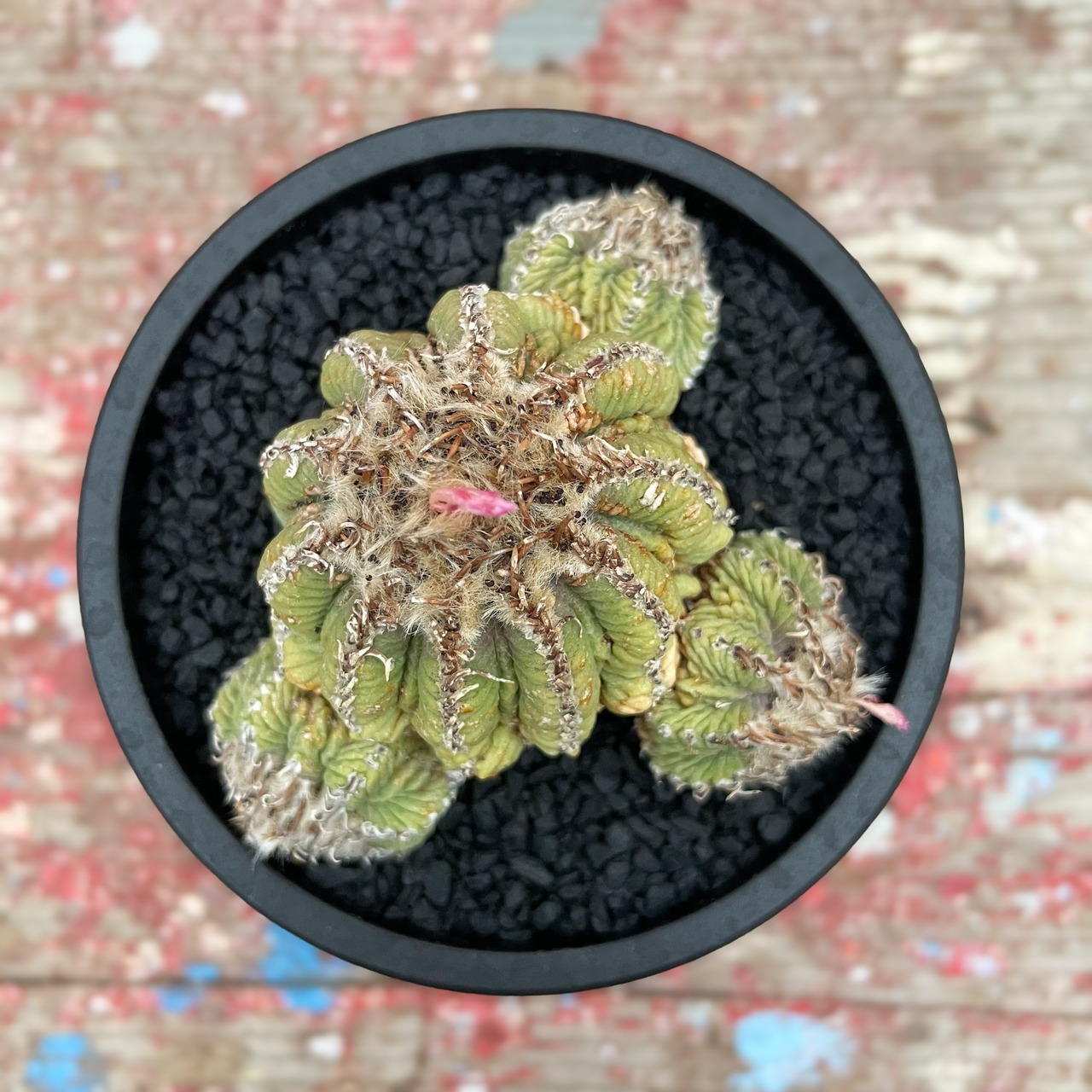 Aztekium ritteri【アズテキウム・花籠・実生】