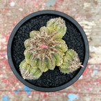 Aztekium ritteri【アズテキウム・花籠・実生】
