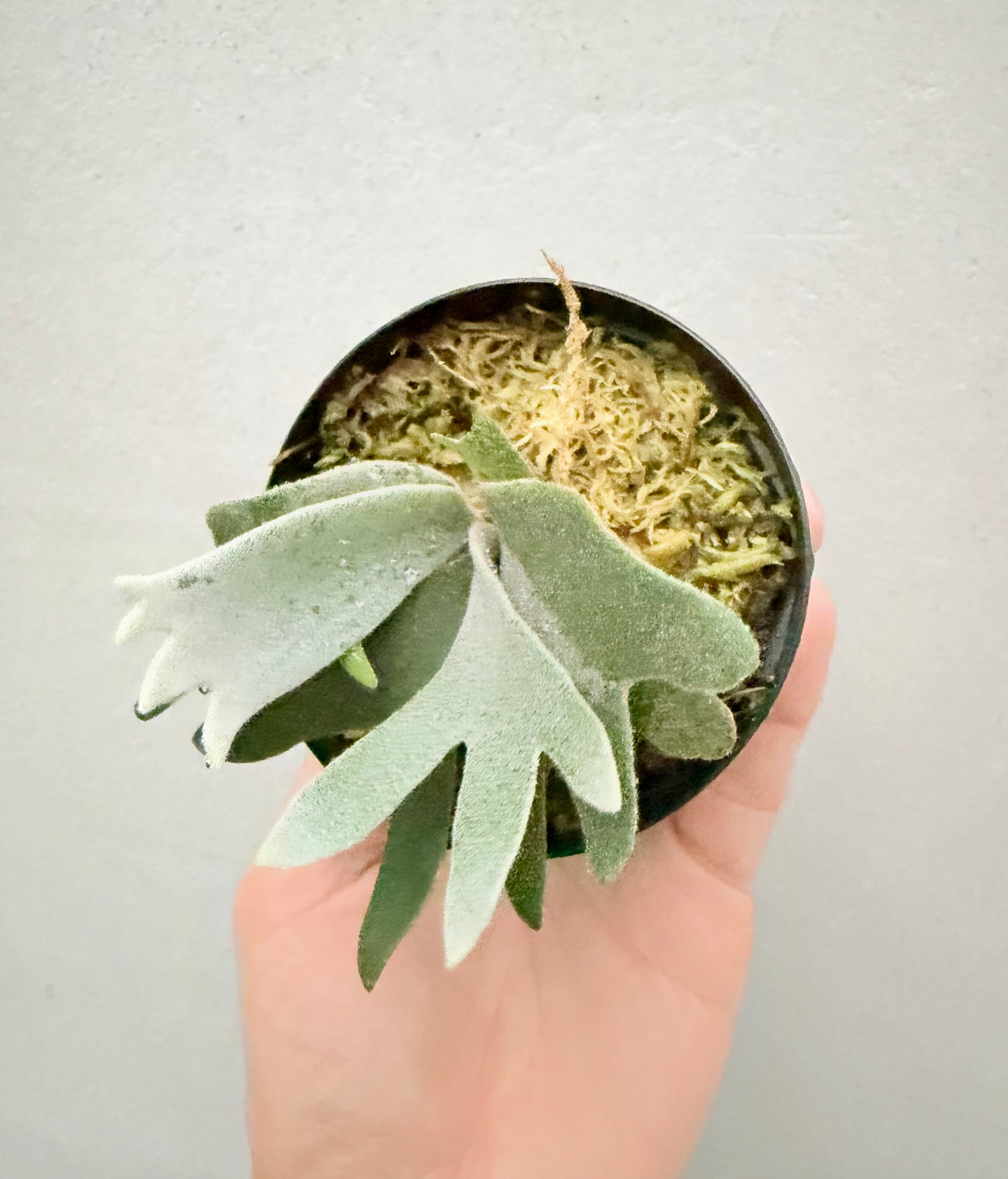 c) P. willinckii 'Frosty Maiden' spore grown ②ビカクシダ